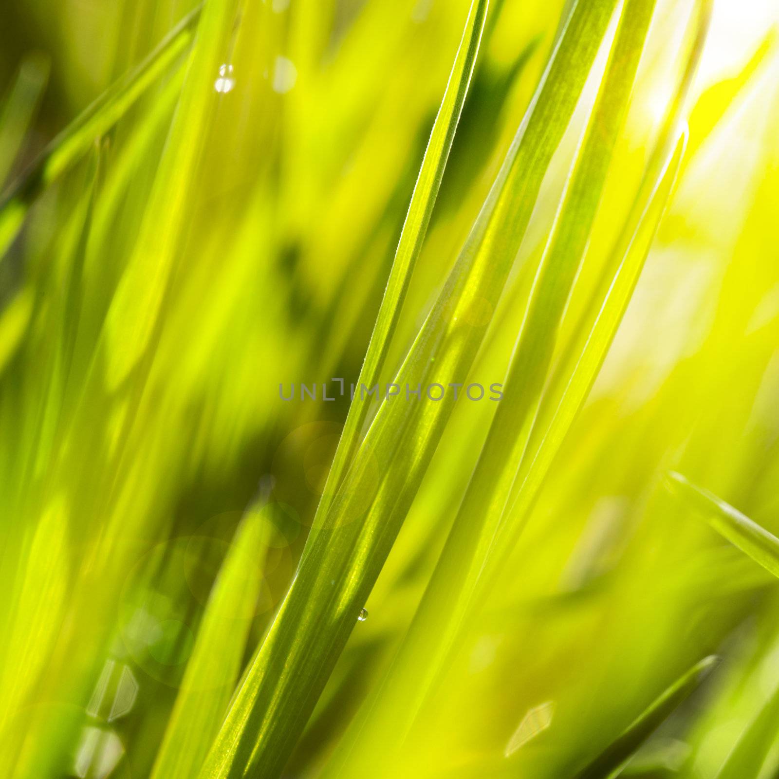 Fresh green grass with water droplet in sunshine