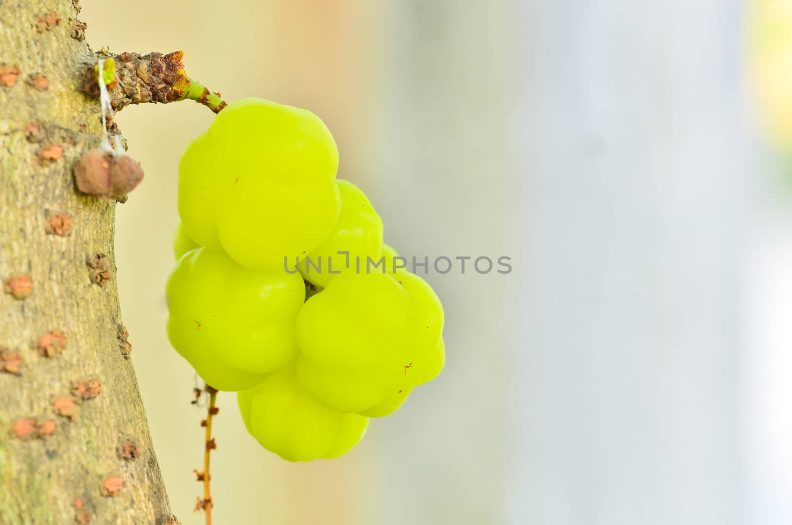 The star gooseberry on tree