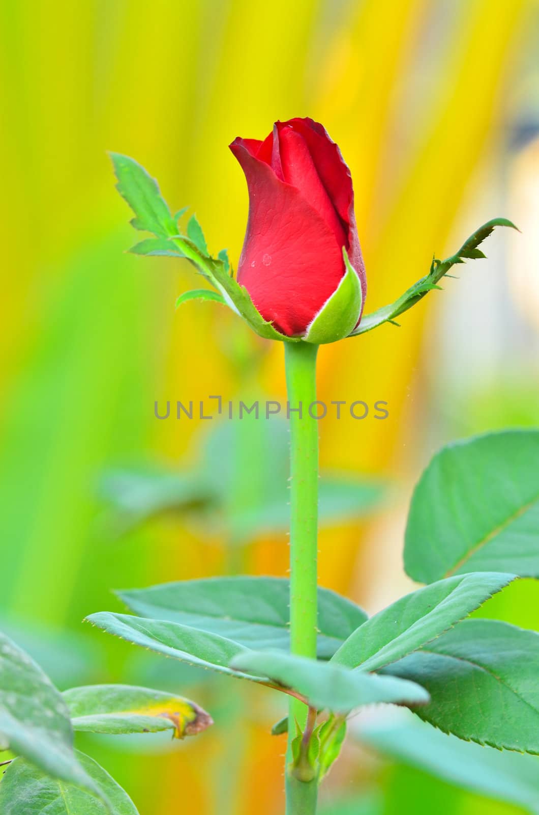 red rose' bud by raweenuttapong