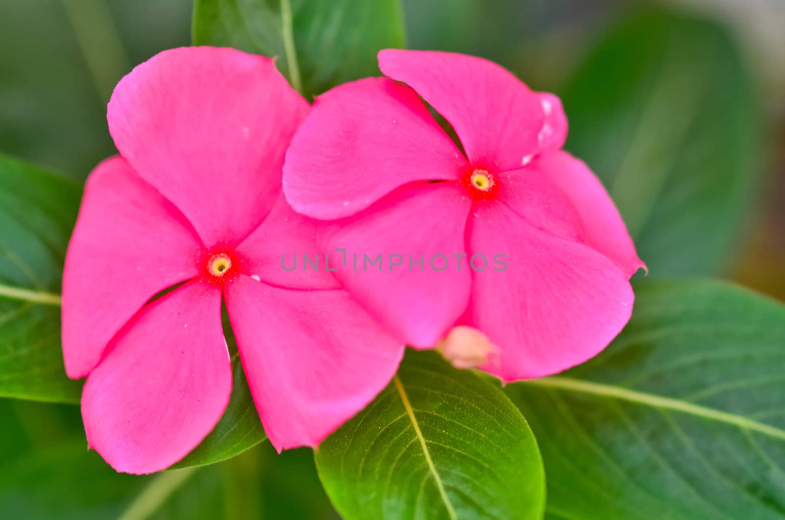 the beauty Vinca flower