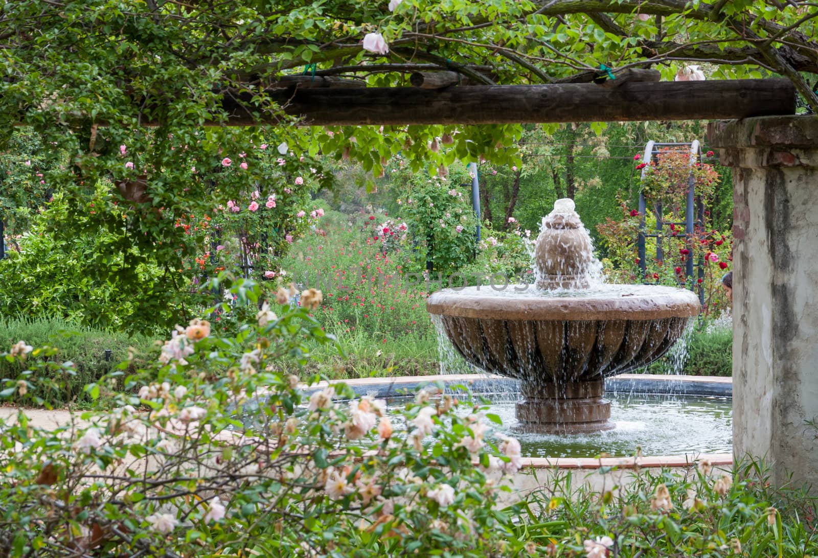 English Garden After the Rain at Descanso Gardens