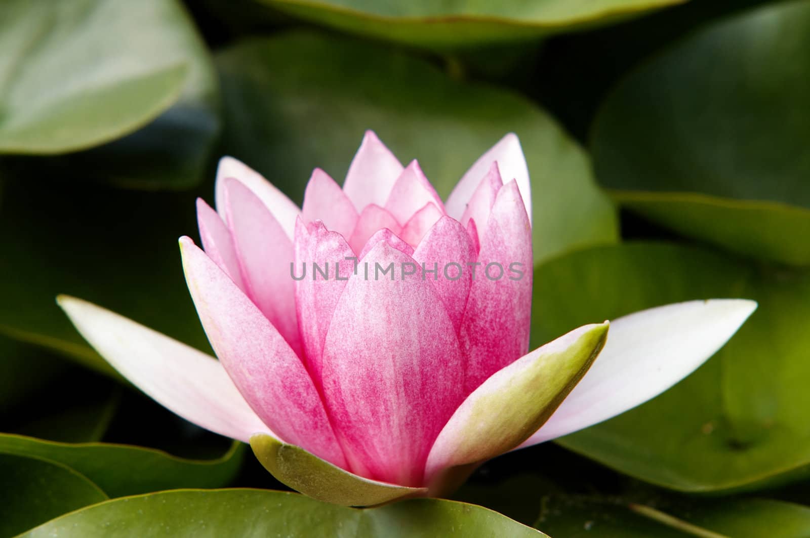 Shot of the waterlily