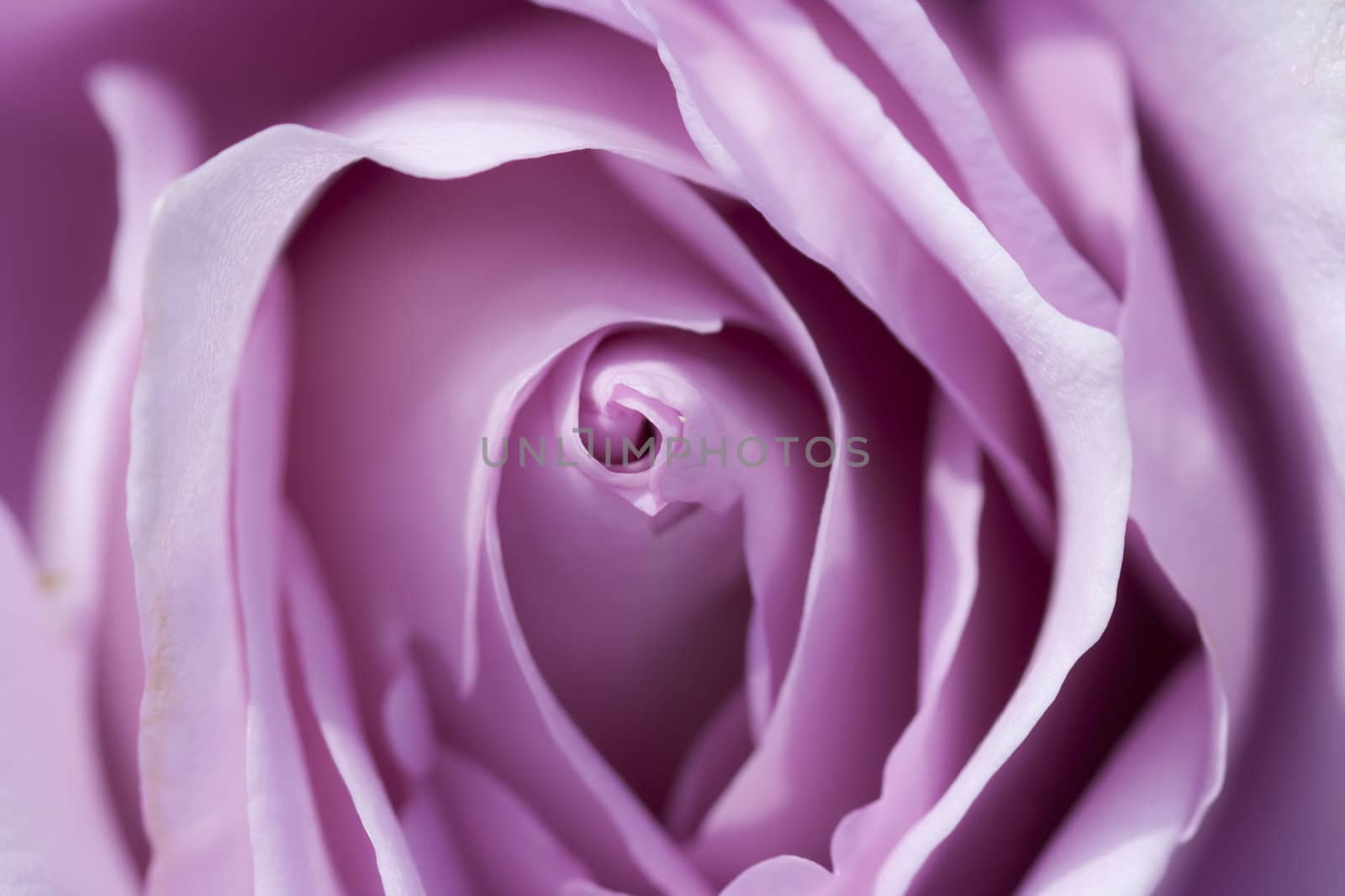 Closeup - macro - of the bloom of rose
