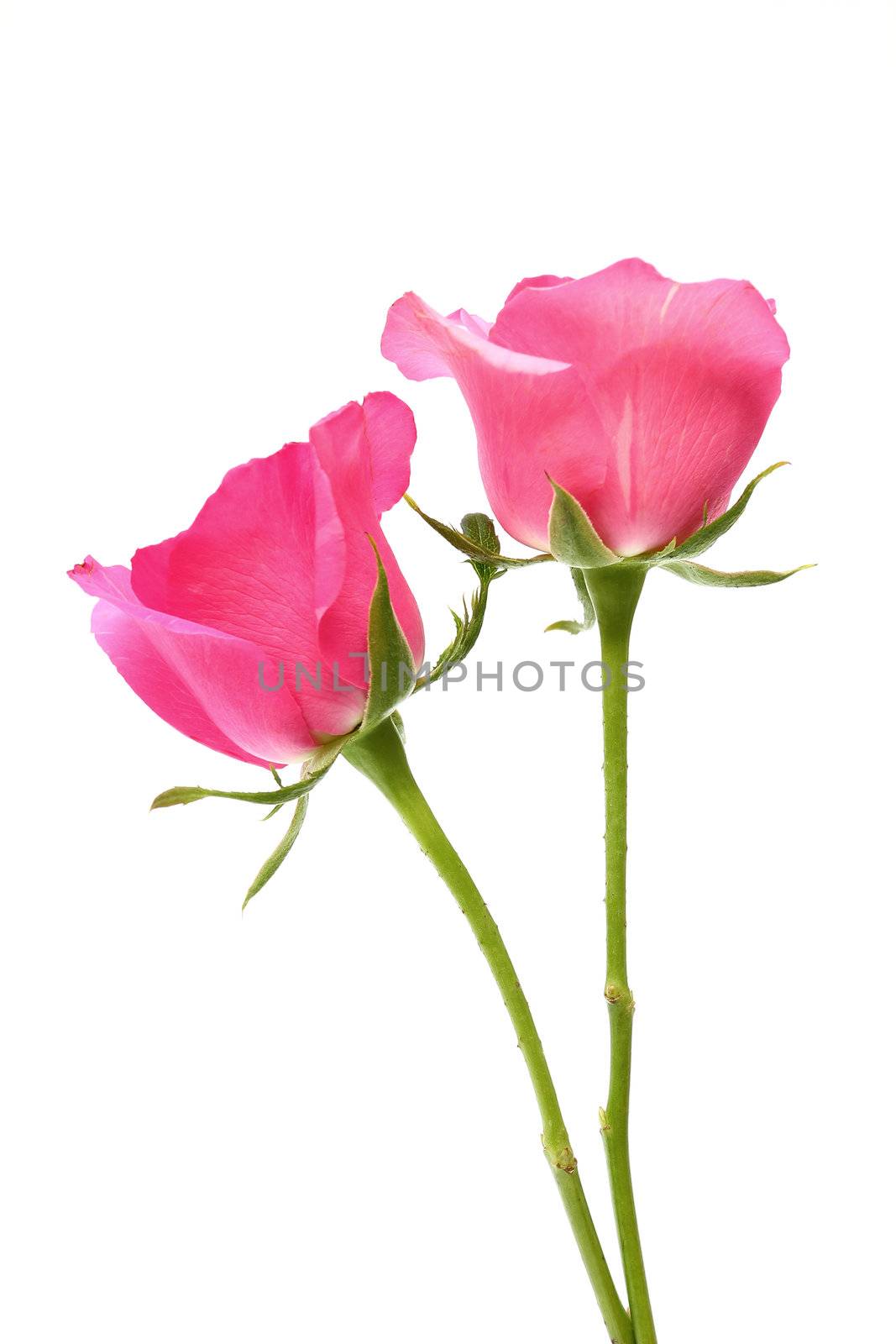 Two pink roses on white background by molly70photo