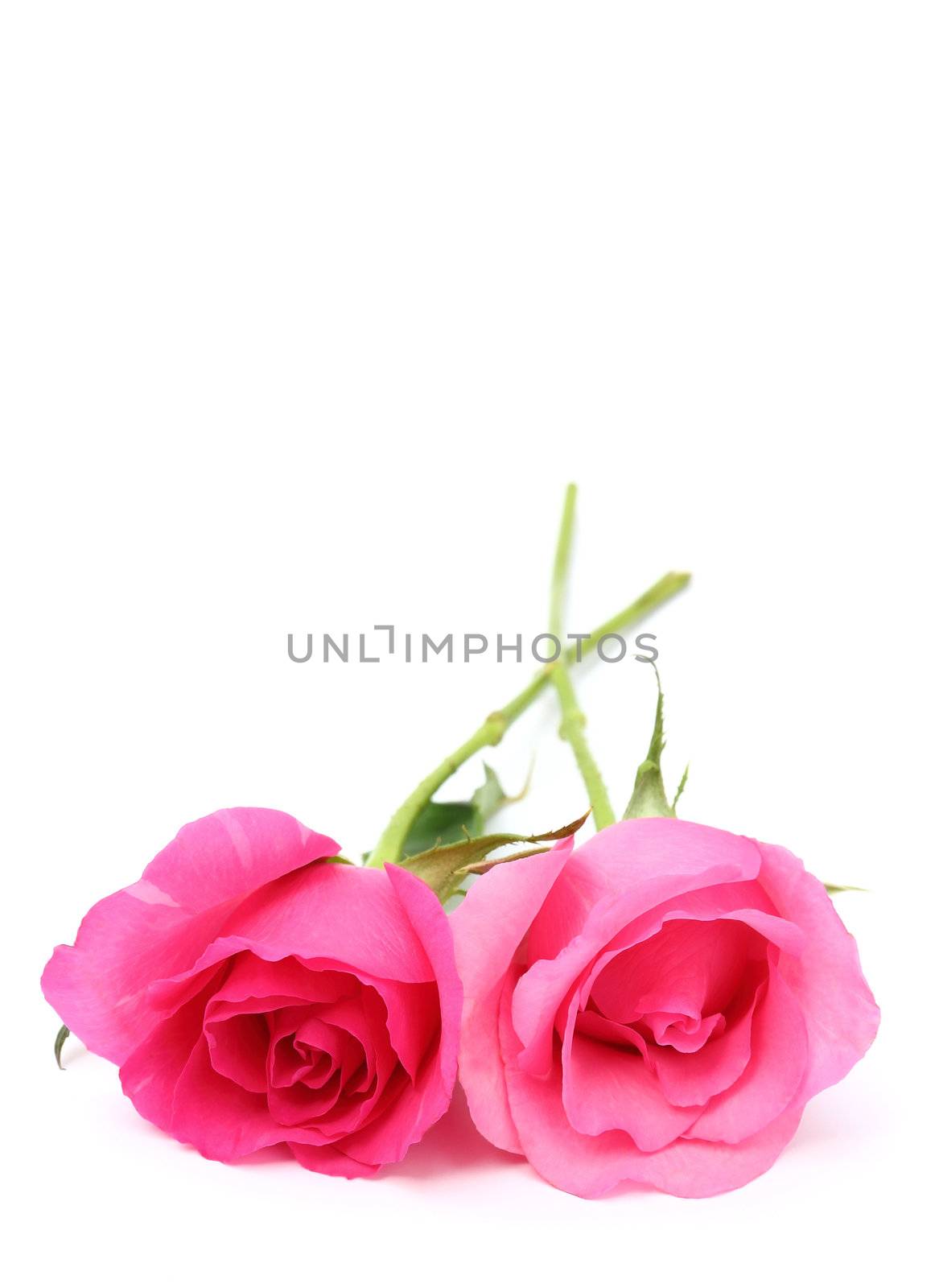 Two pink roses on white background with space for text