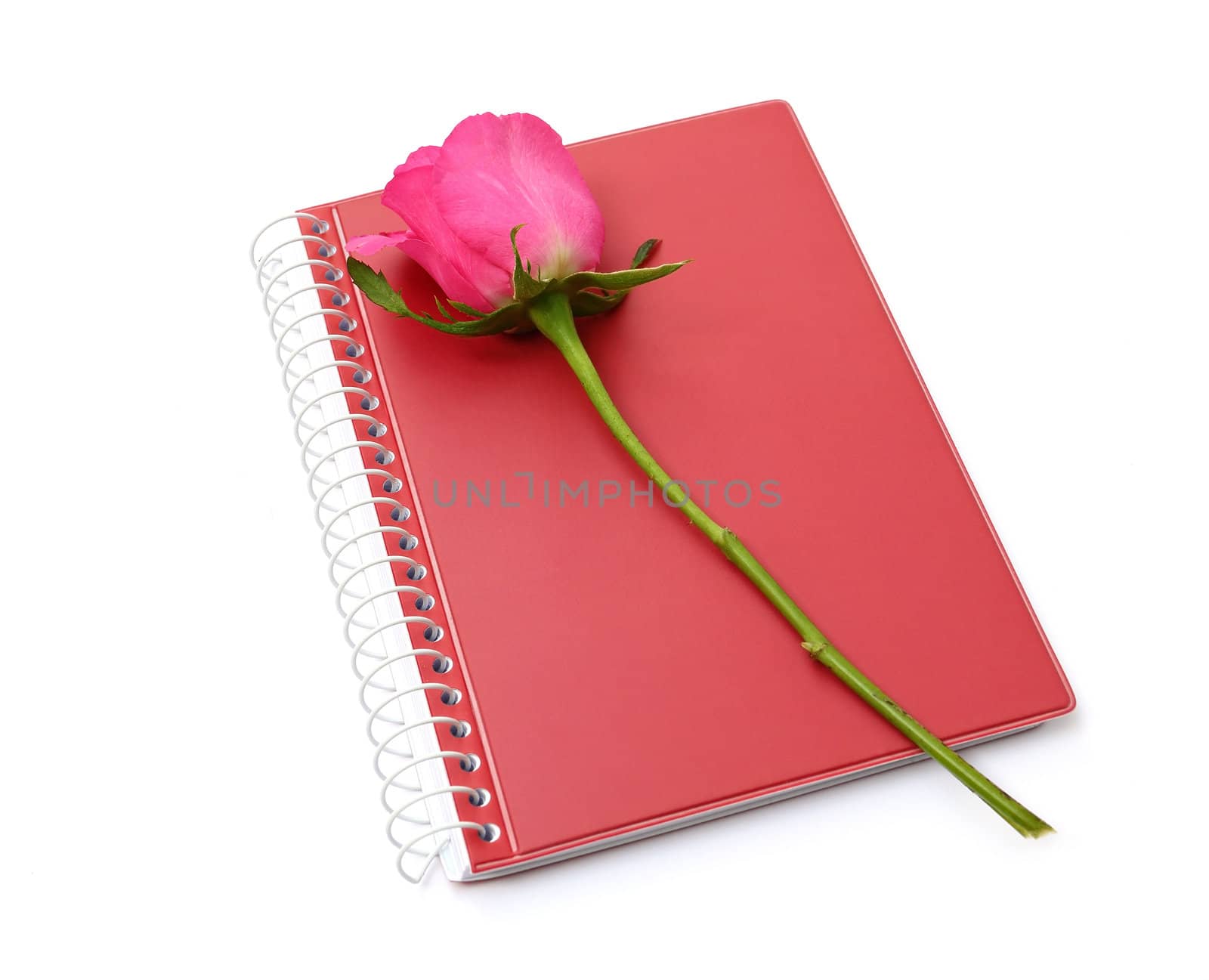 Pink rose and red notebook on white background 
