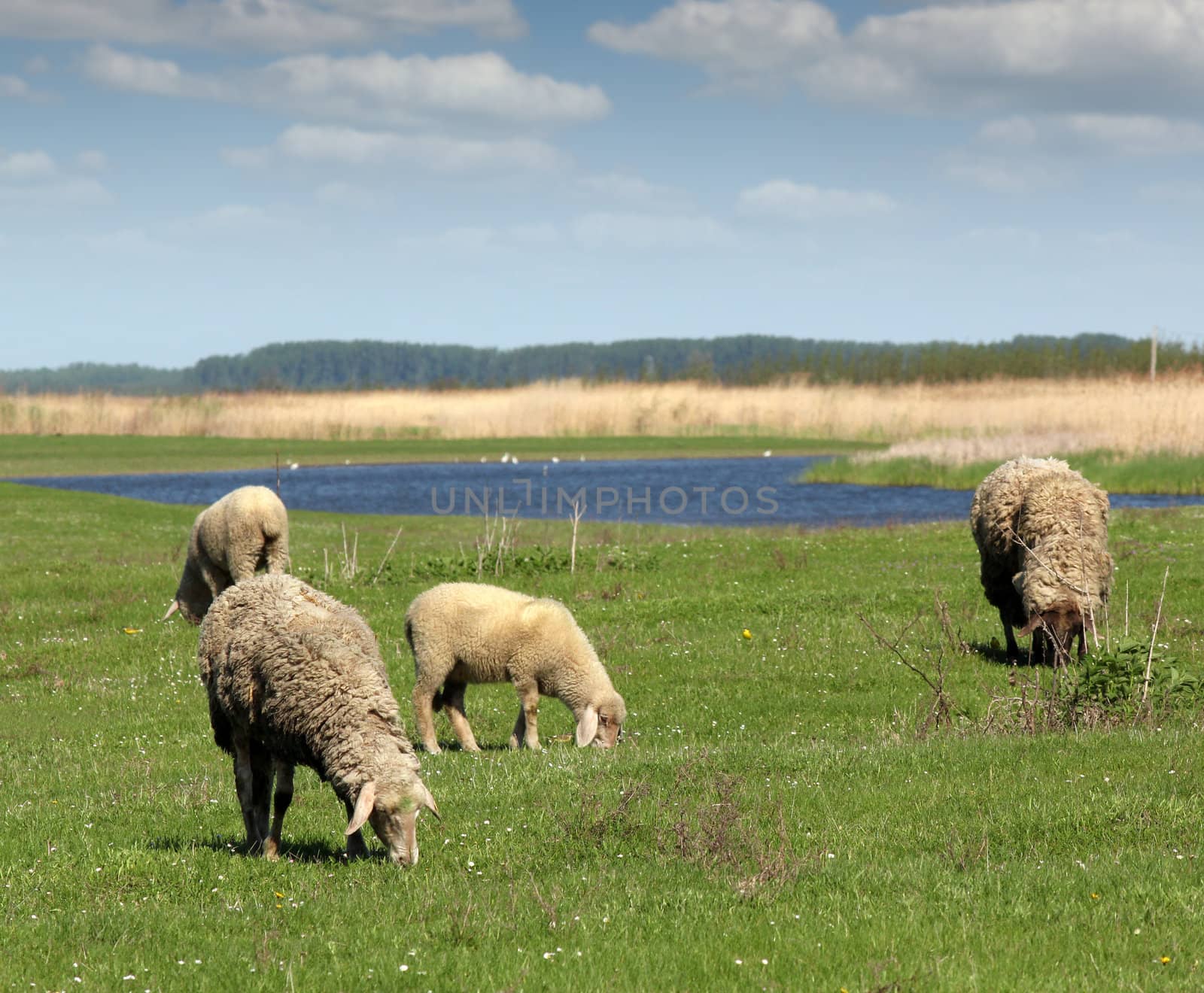 sheep on pasture nature farm scene