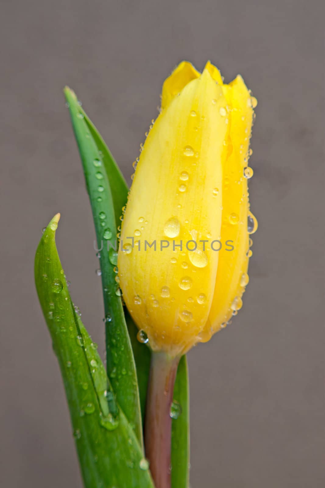 Beautiful yellow   tulip  with drops of water close-up.Image with shallow depth of field.
