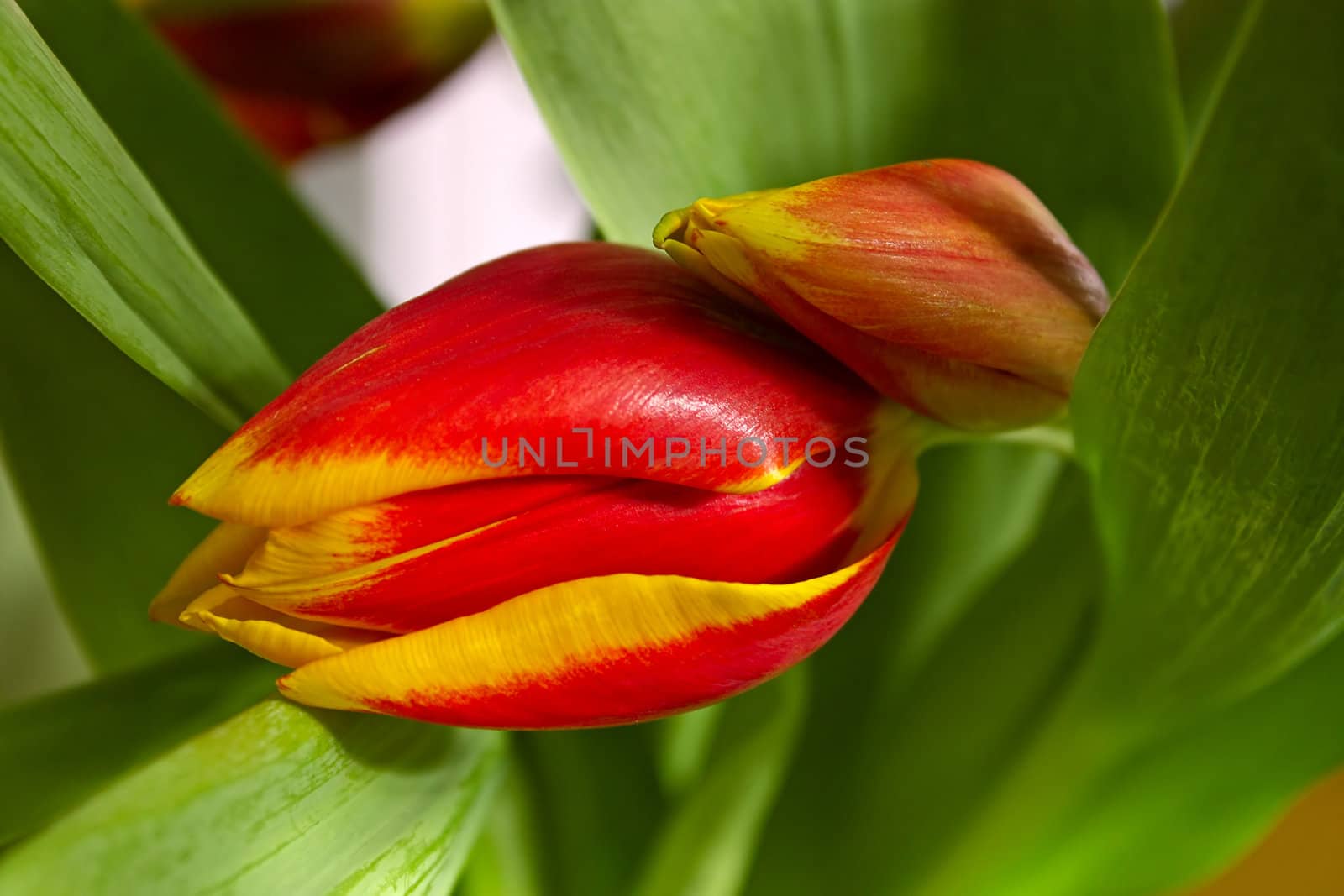 Beautiful   tulips  close-up.Image with shallow depth of field.