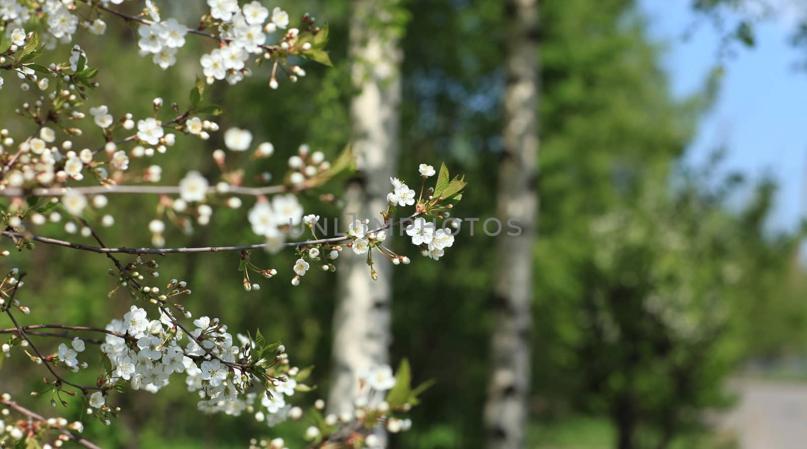 cherry tree branch covered with white flowers 