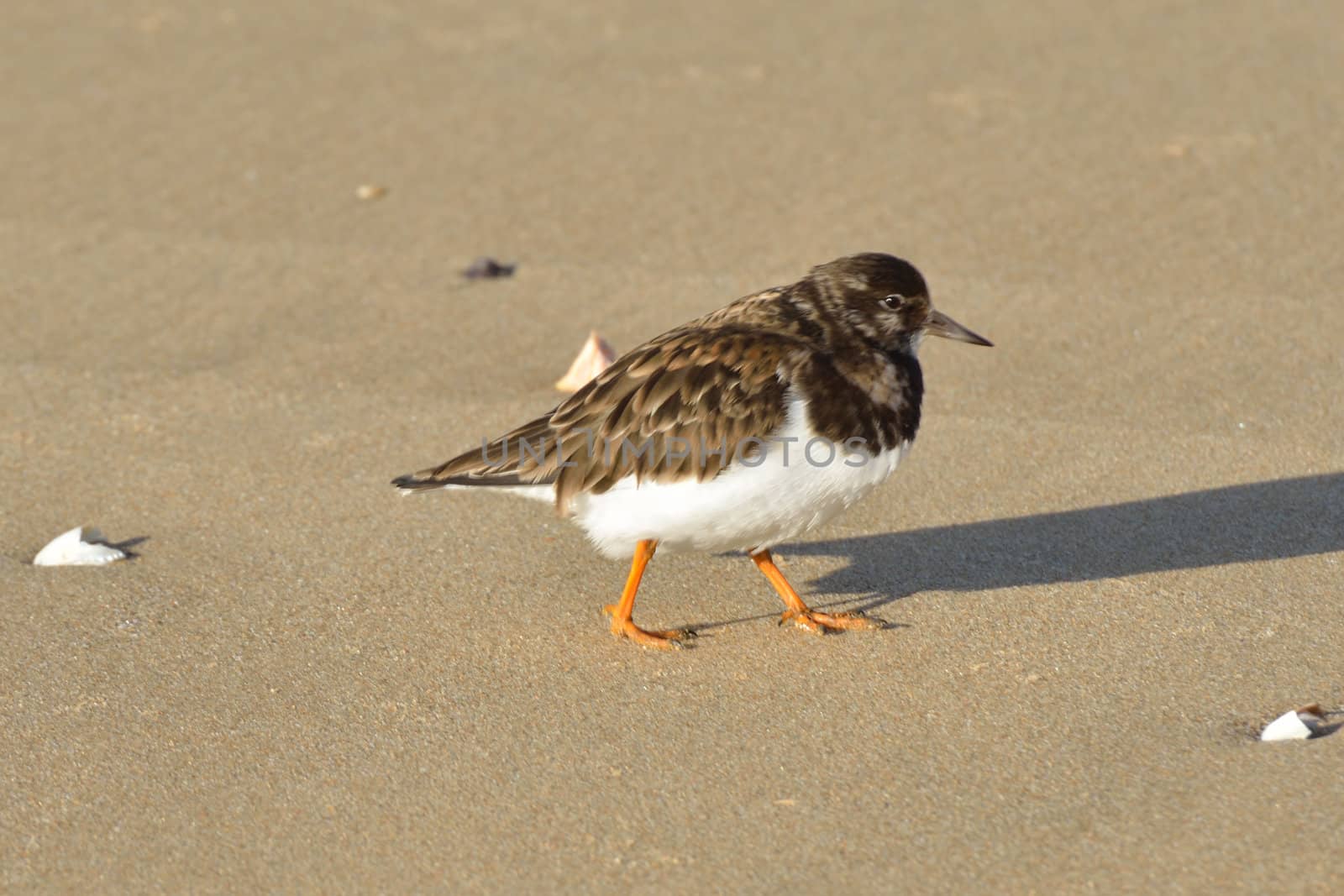 turnstone walking on beach