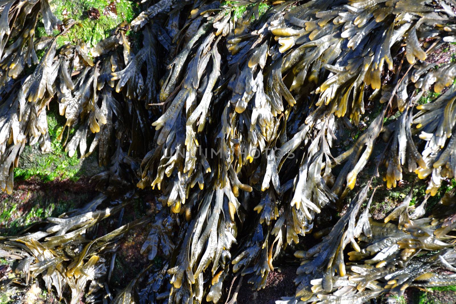 Bladderwrack sea weed  by pauws99