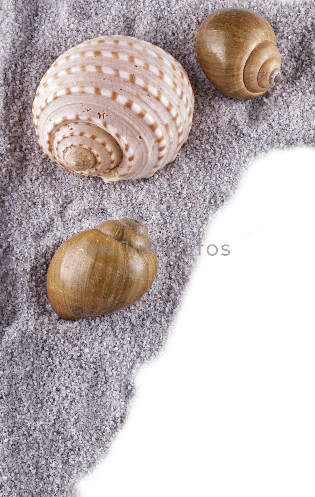 Seashells over gray sand, with white copy space