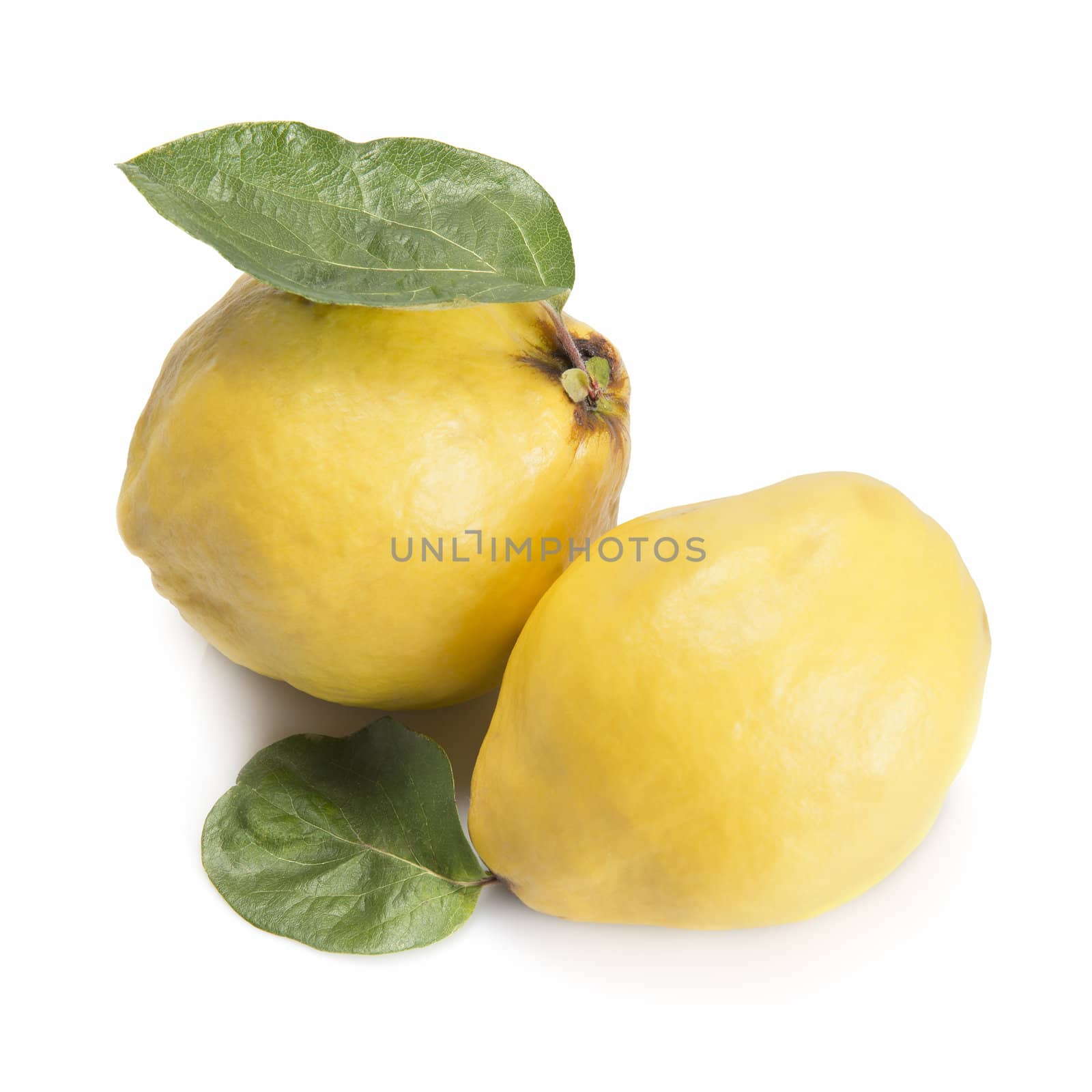 Fresh quinces isolated over white background by angelsimon