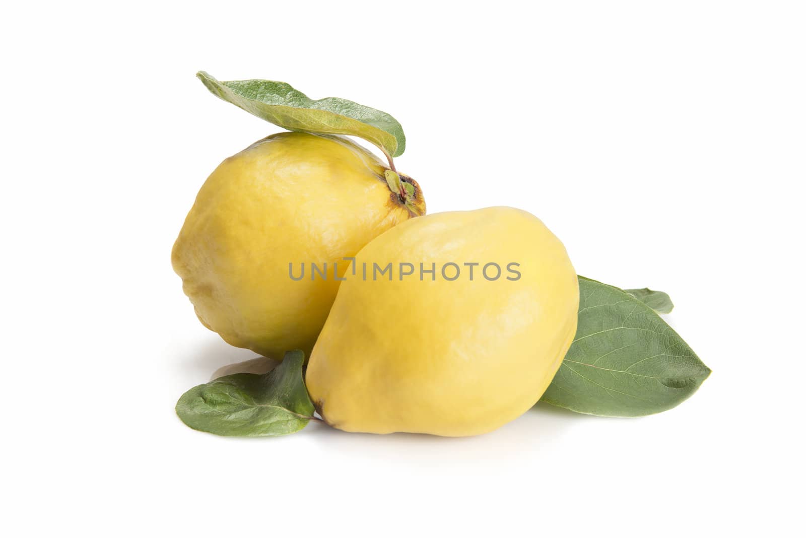 Fresh quinces isolated over white background by angelsimon