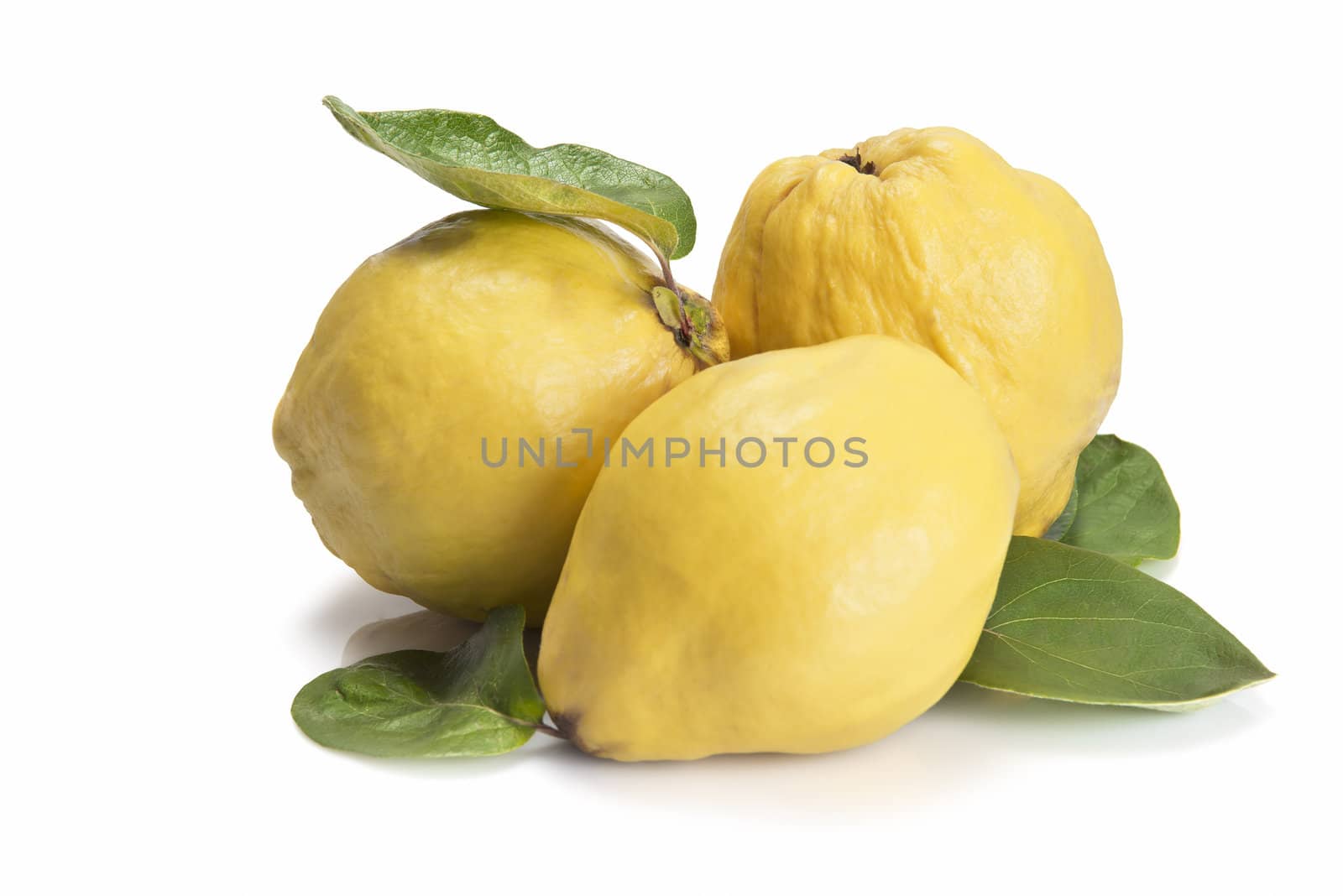 Fresh quinces isolated over white background by angelsimon