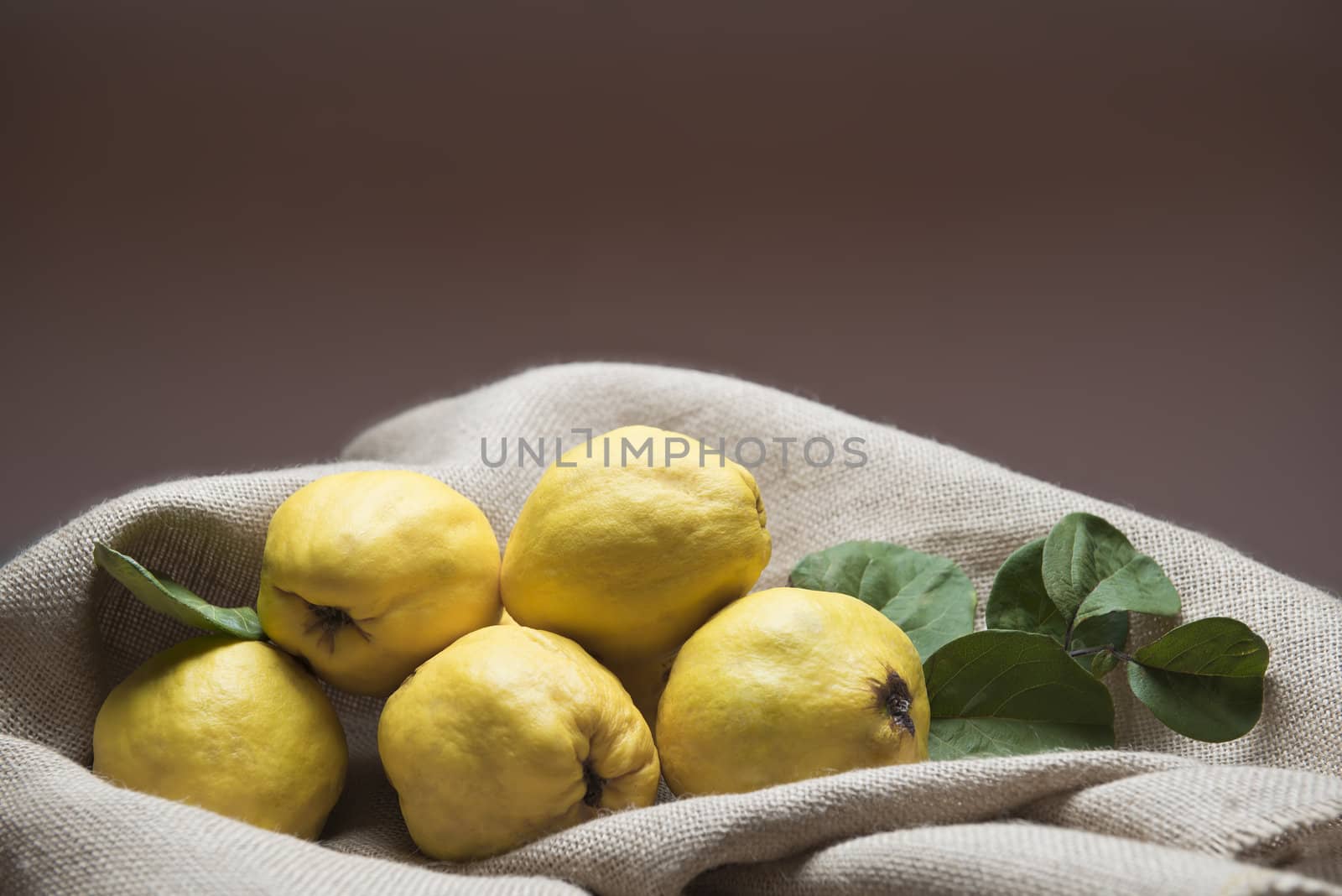 Still life with premium fresh quinces freshly harvested to cook. 