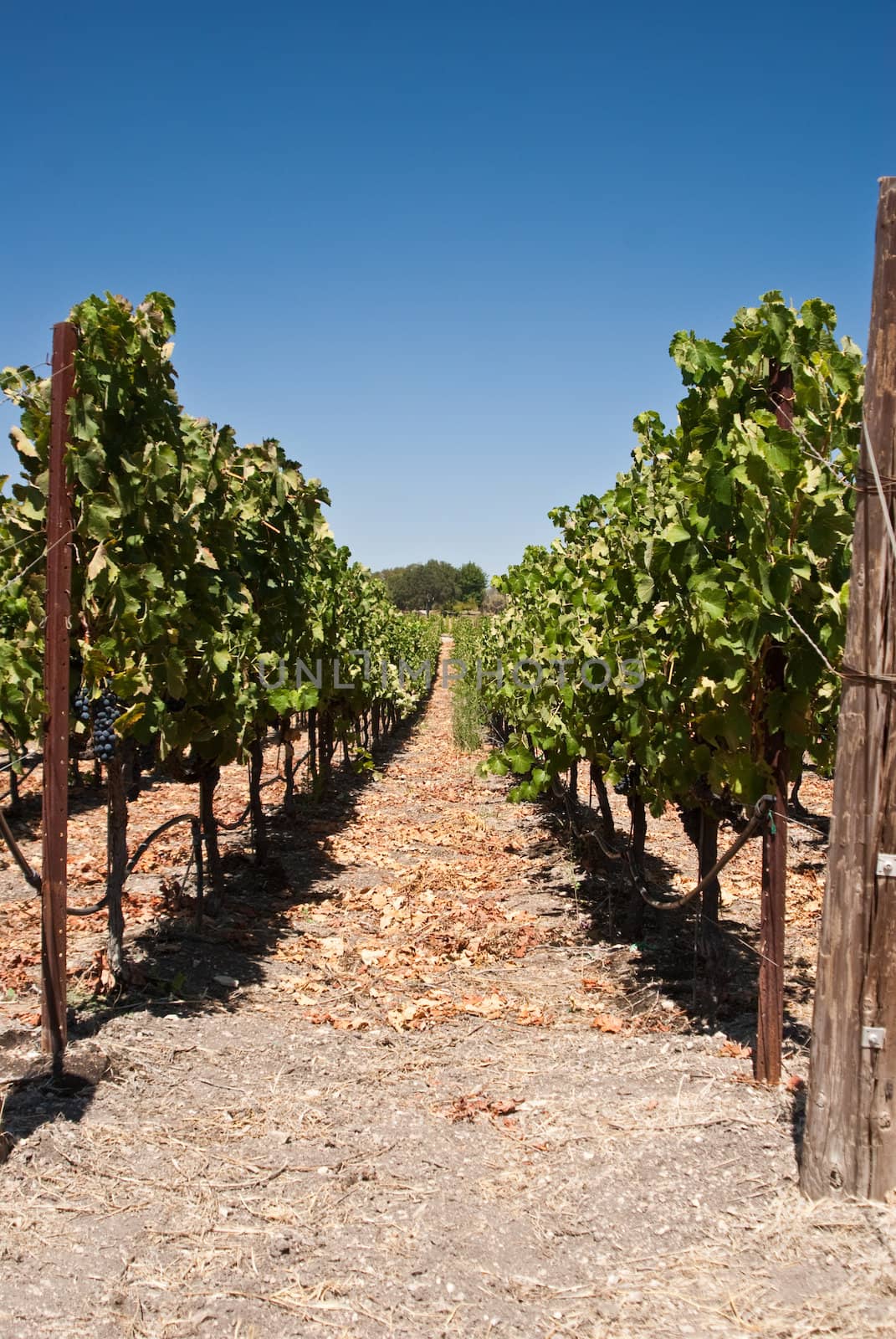 Row of grapes in  California vineyard USA by emattil