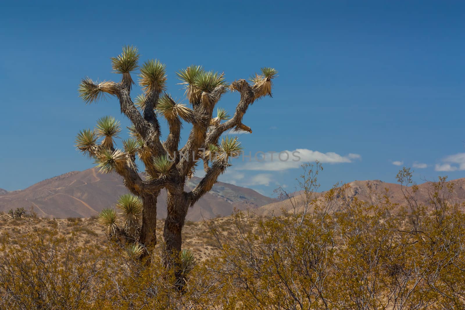 Joshua Tree in the Mohave Desert by wolterk