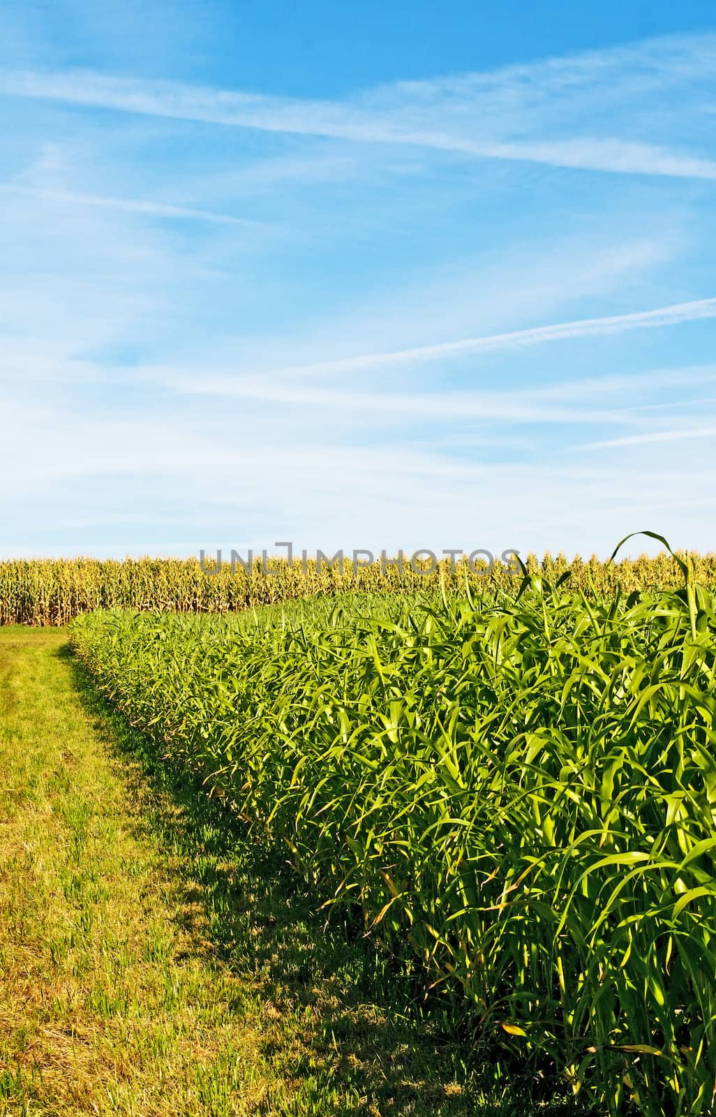 Sudan grass and corn energy plants for gas and fuel by Jochen