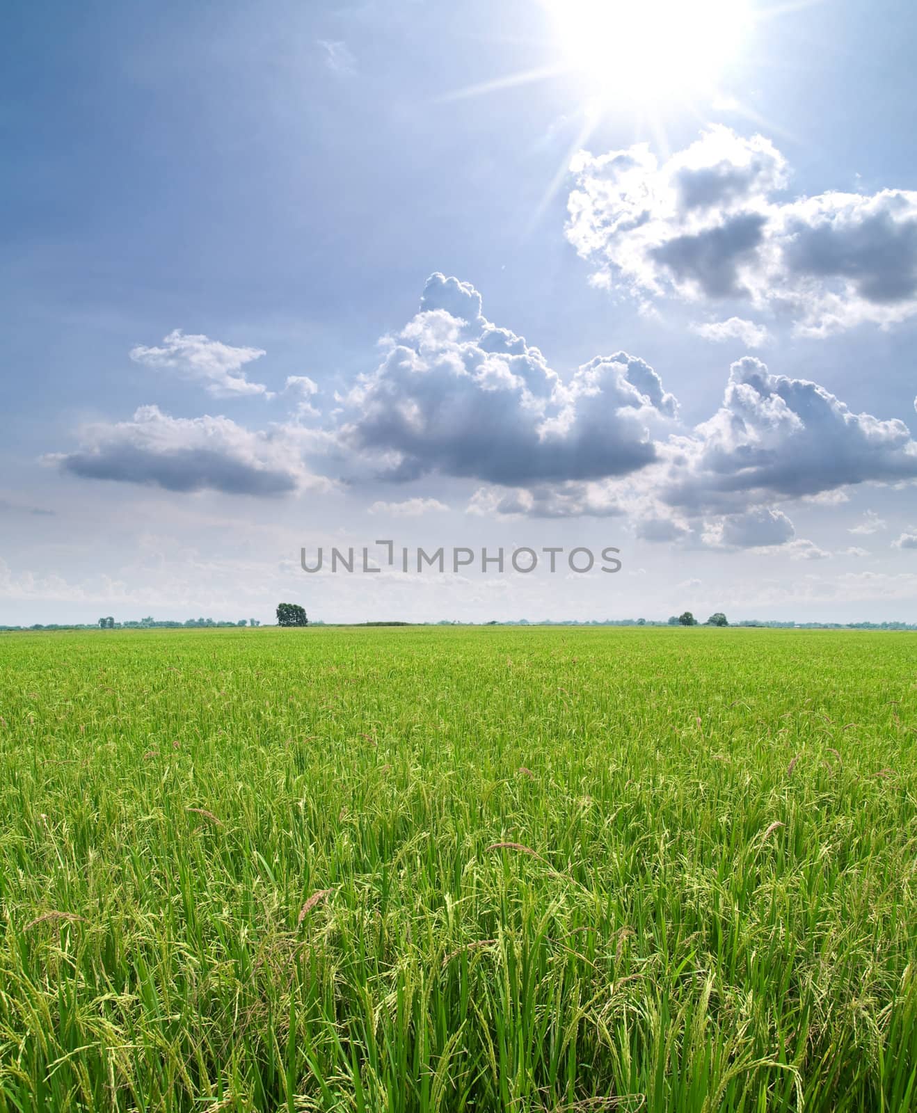 Paddy field with produce grains in shining sunlight