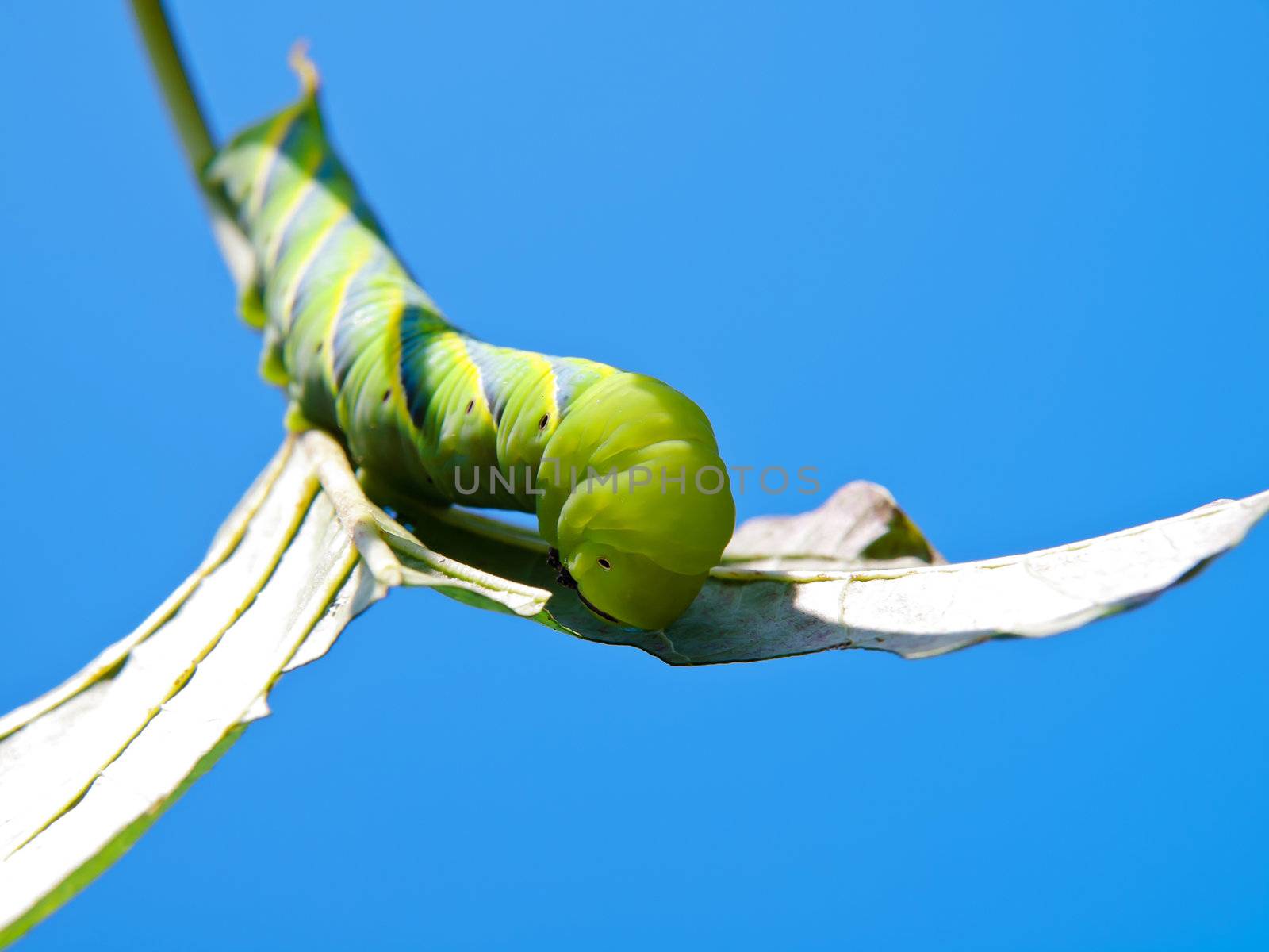 Green Fruitworm by Exsodus