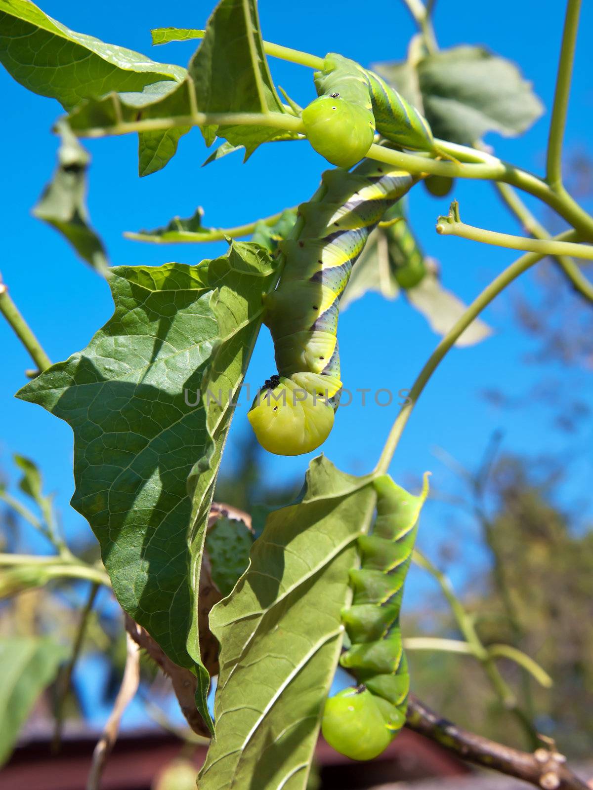 Green fruitworms damage to leafs, larva stage of butterfly or moth.