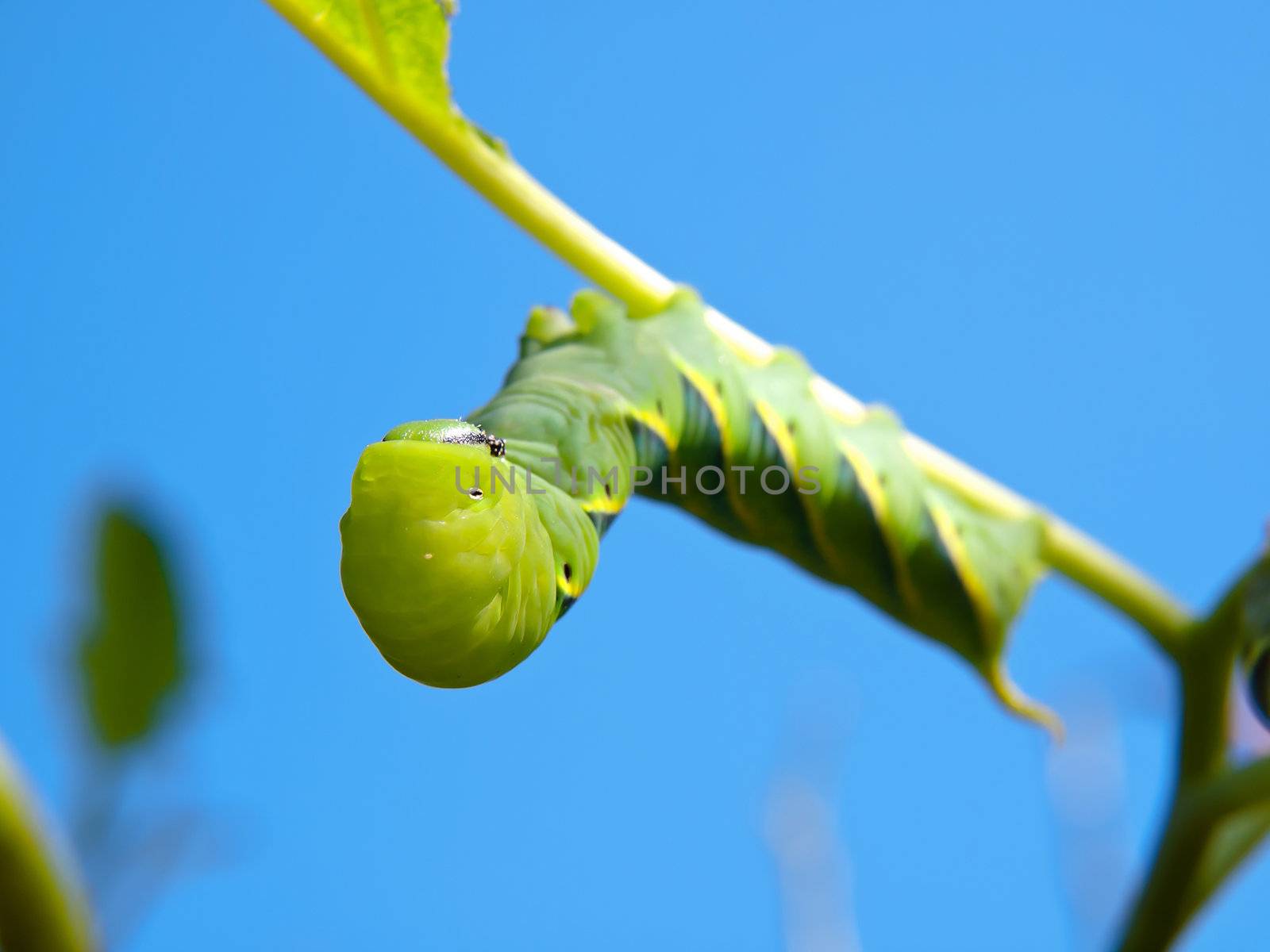 Green Fruitworm by Exsodus