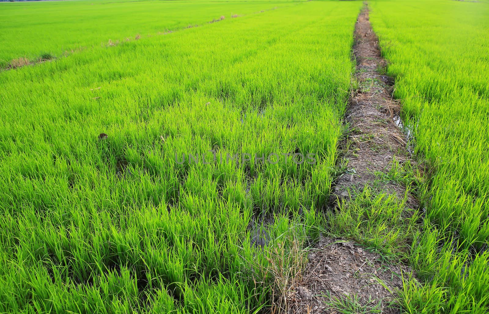 Planting rice