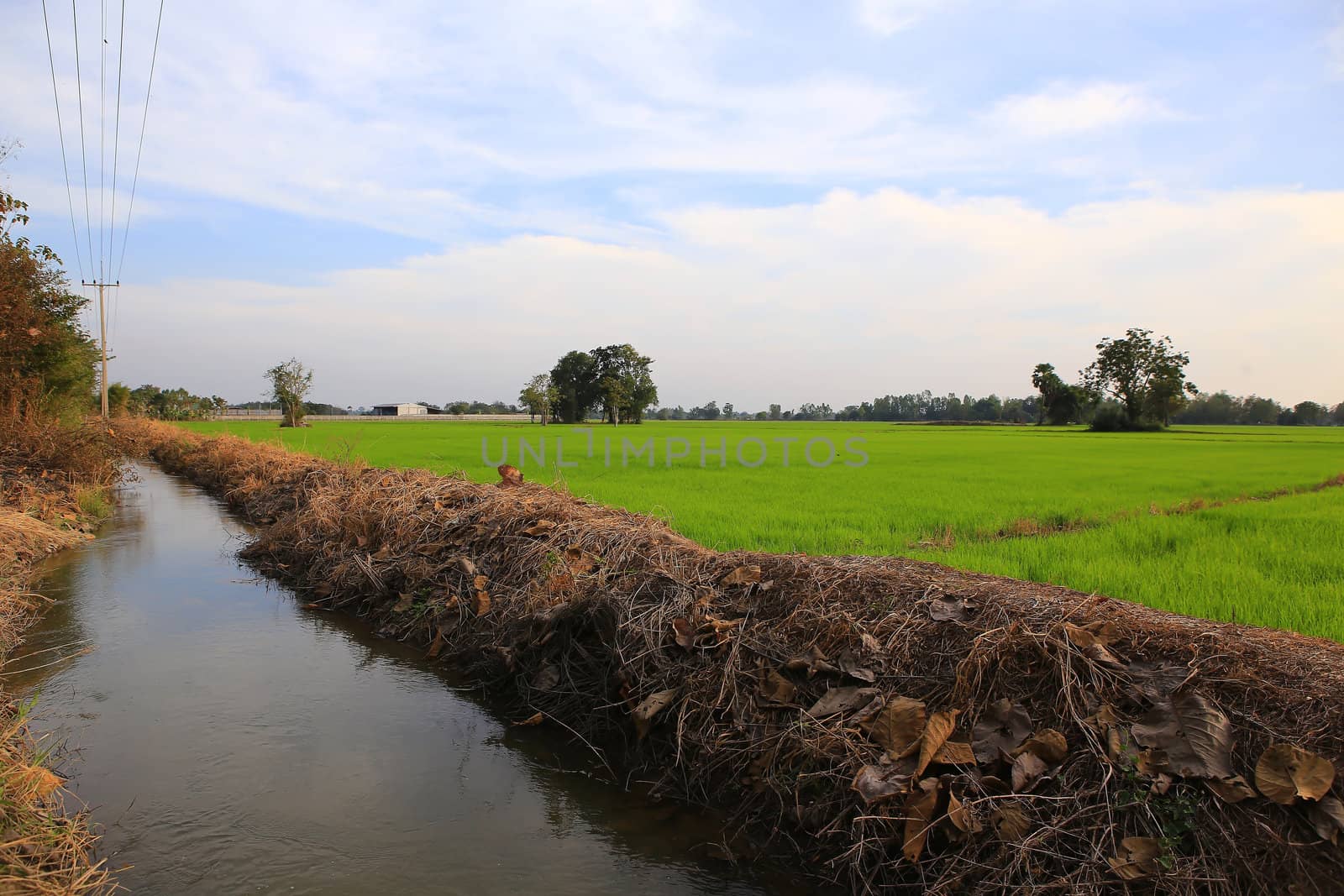 Planting rice