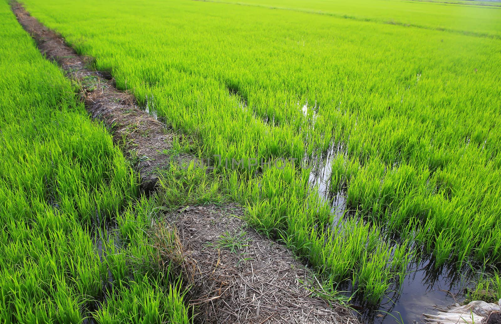 Planting rice