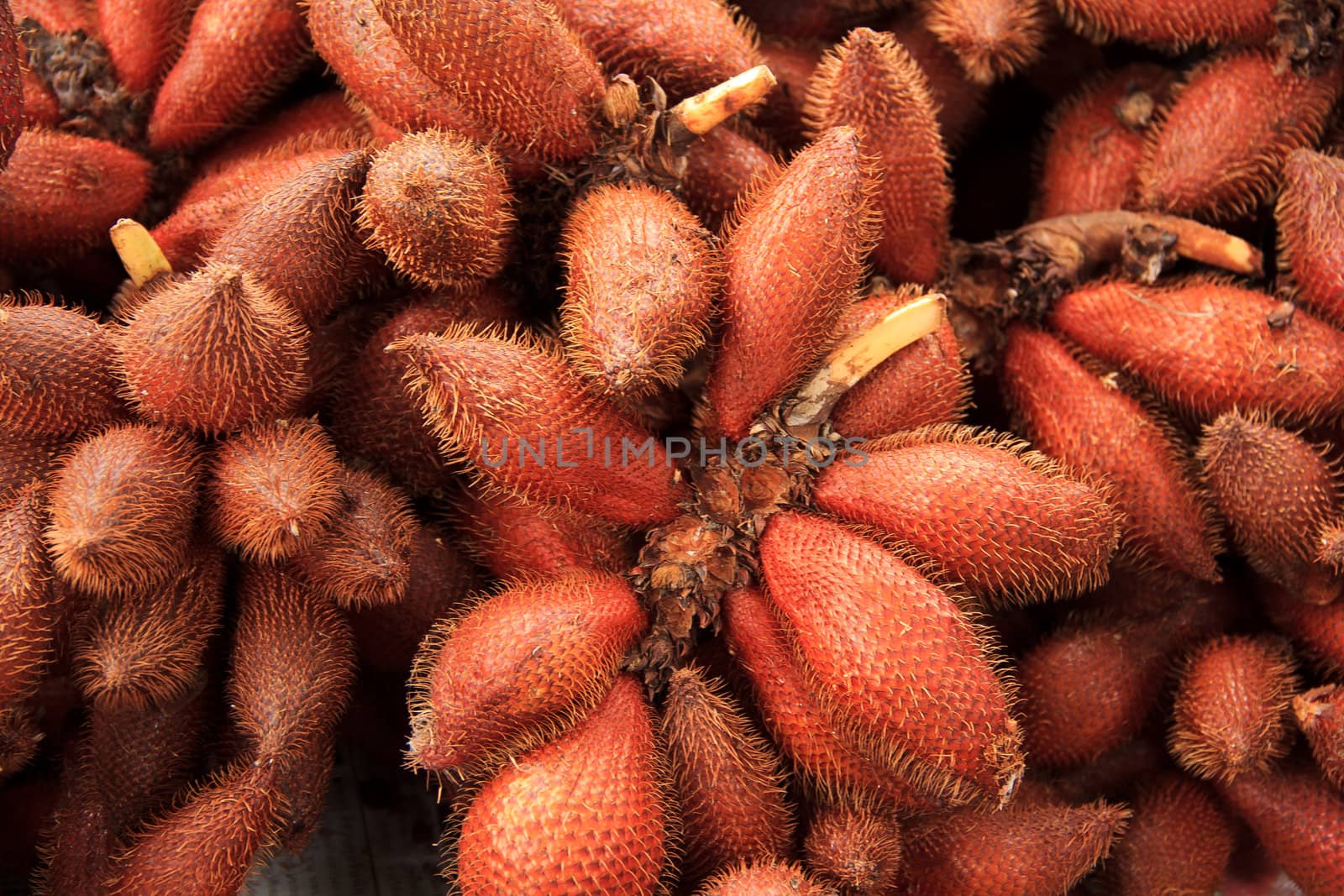 Zalacca (tropical fruit) on sales in the Thai market