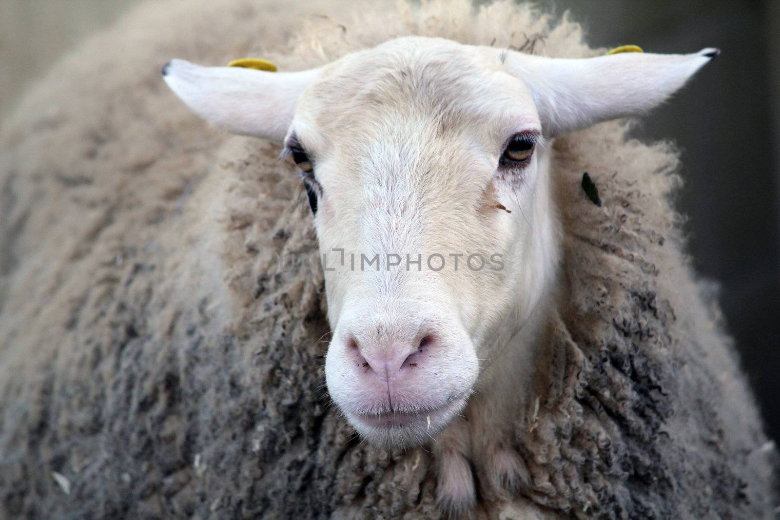 sheep, a wooly farm animal