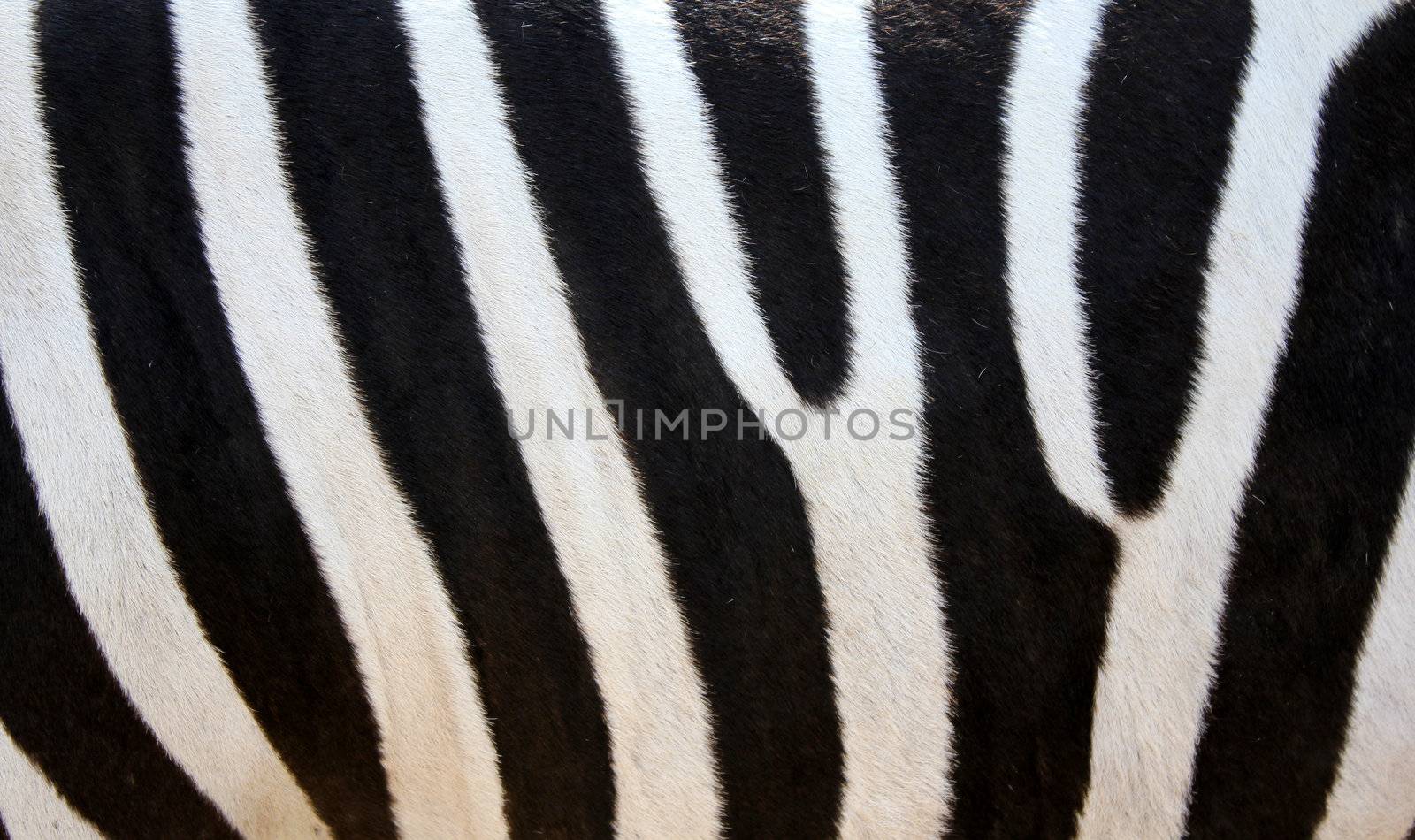 detail of the skin of a zebra