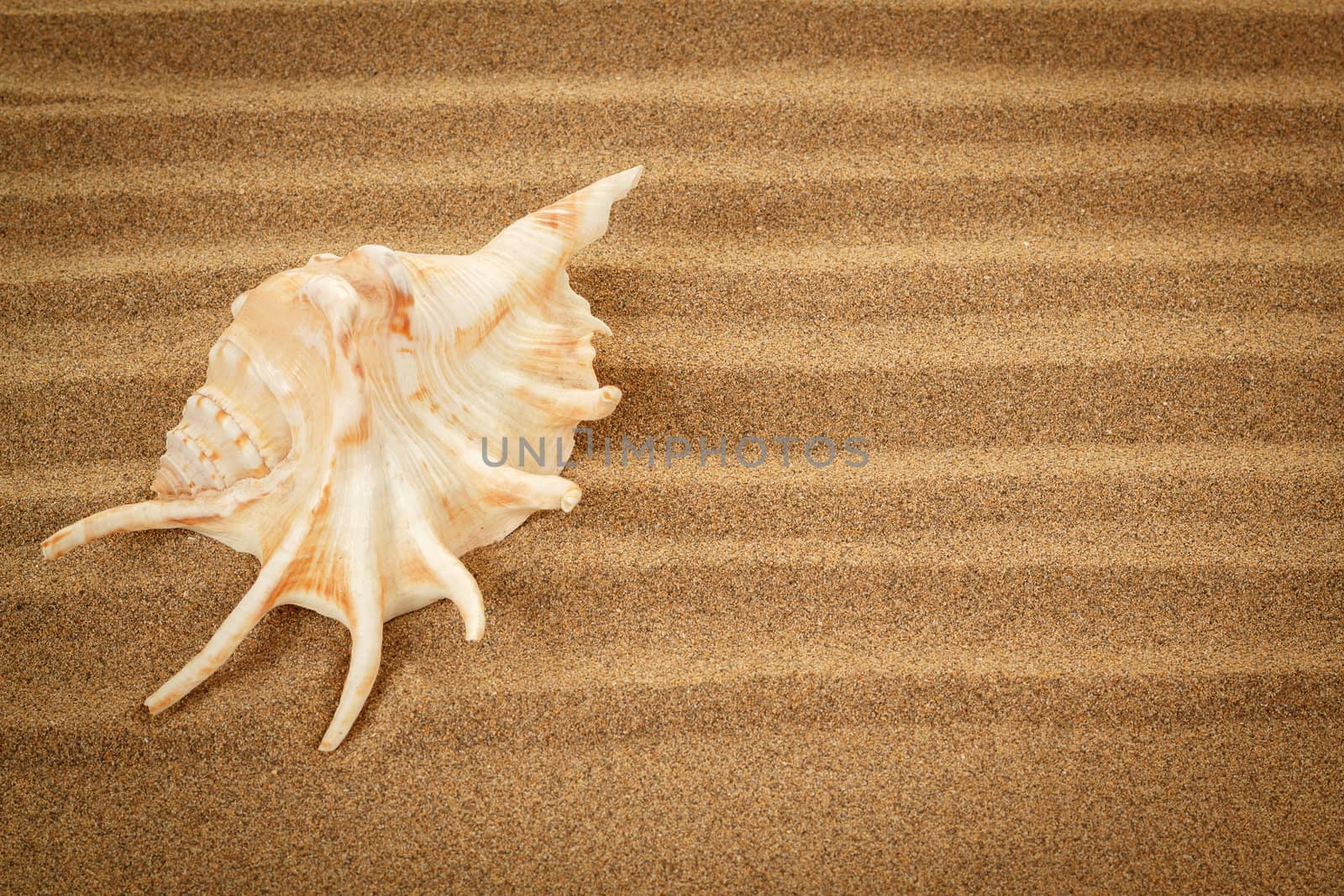 seashell with sand as background or backdrop