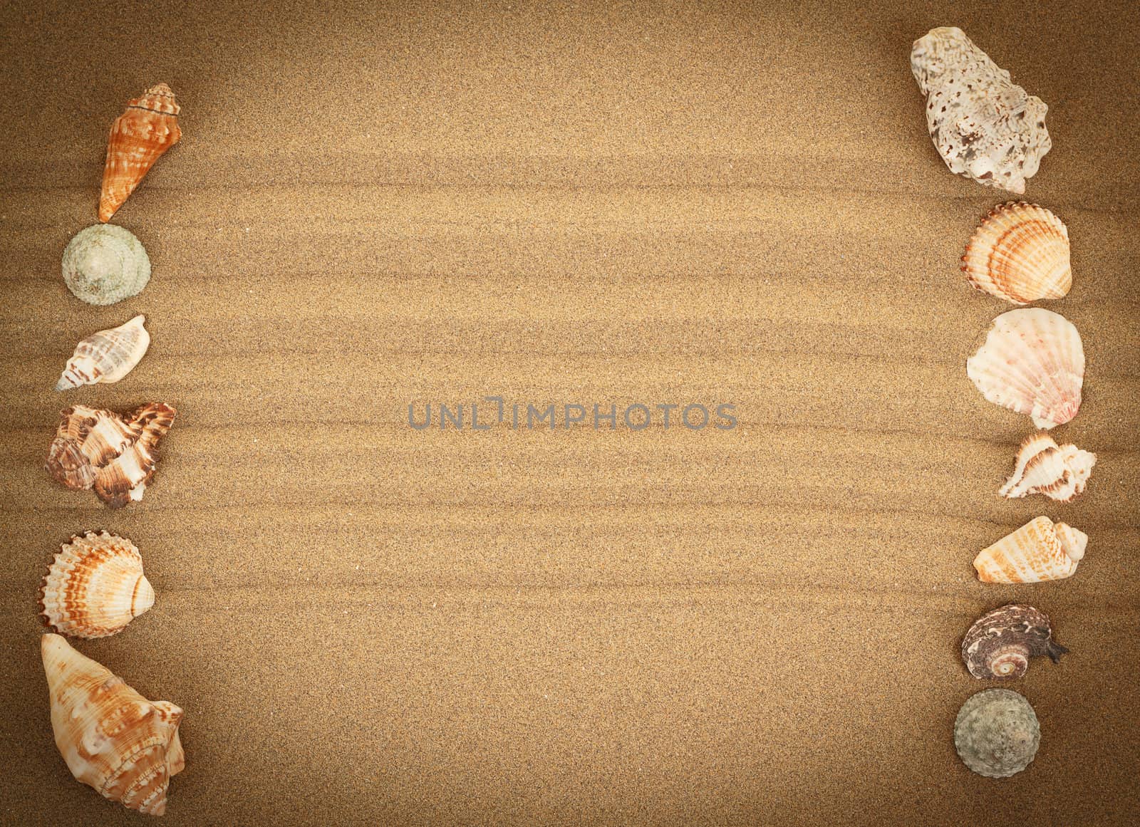sea shells with sand as background or backdrop