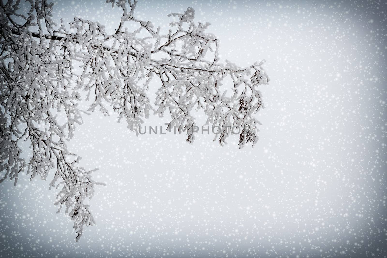 snowy branch with vignette and snowfall for background