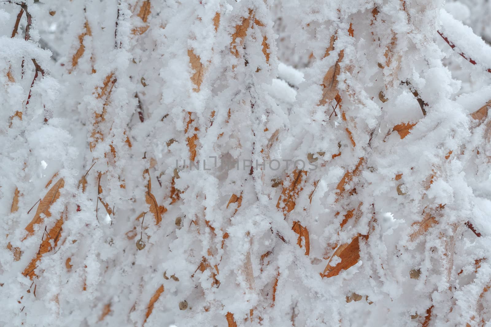 snowy branch for winter background or backdrop