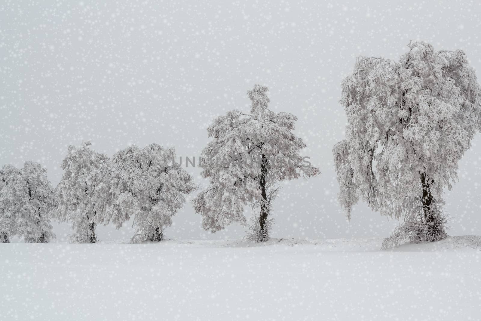 Nice winter landscape with trees snow in frosty day