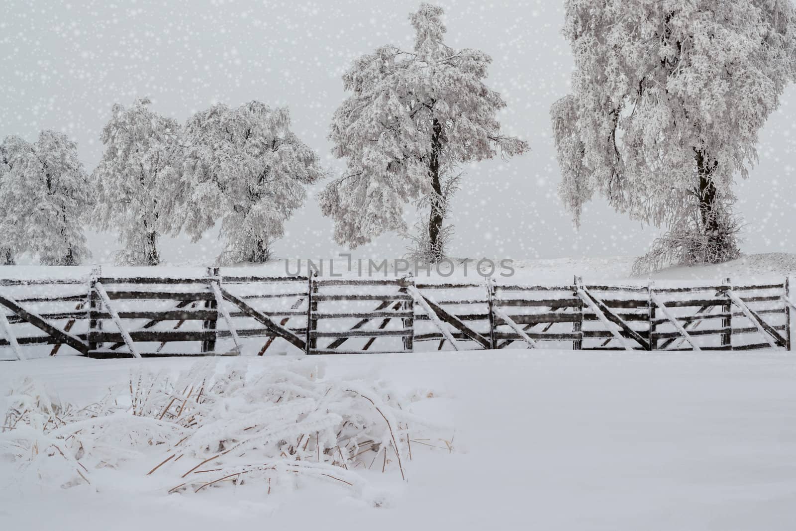 Nice winter landscape with trees snow in frosty day