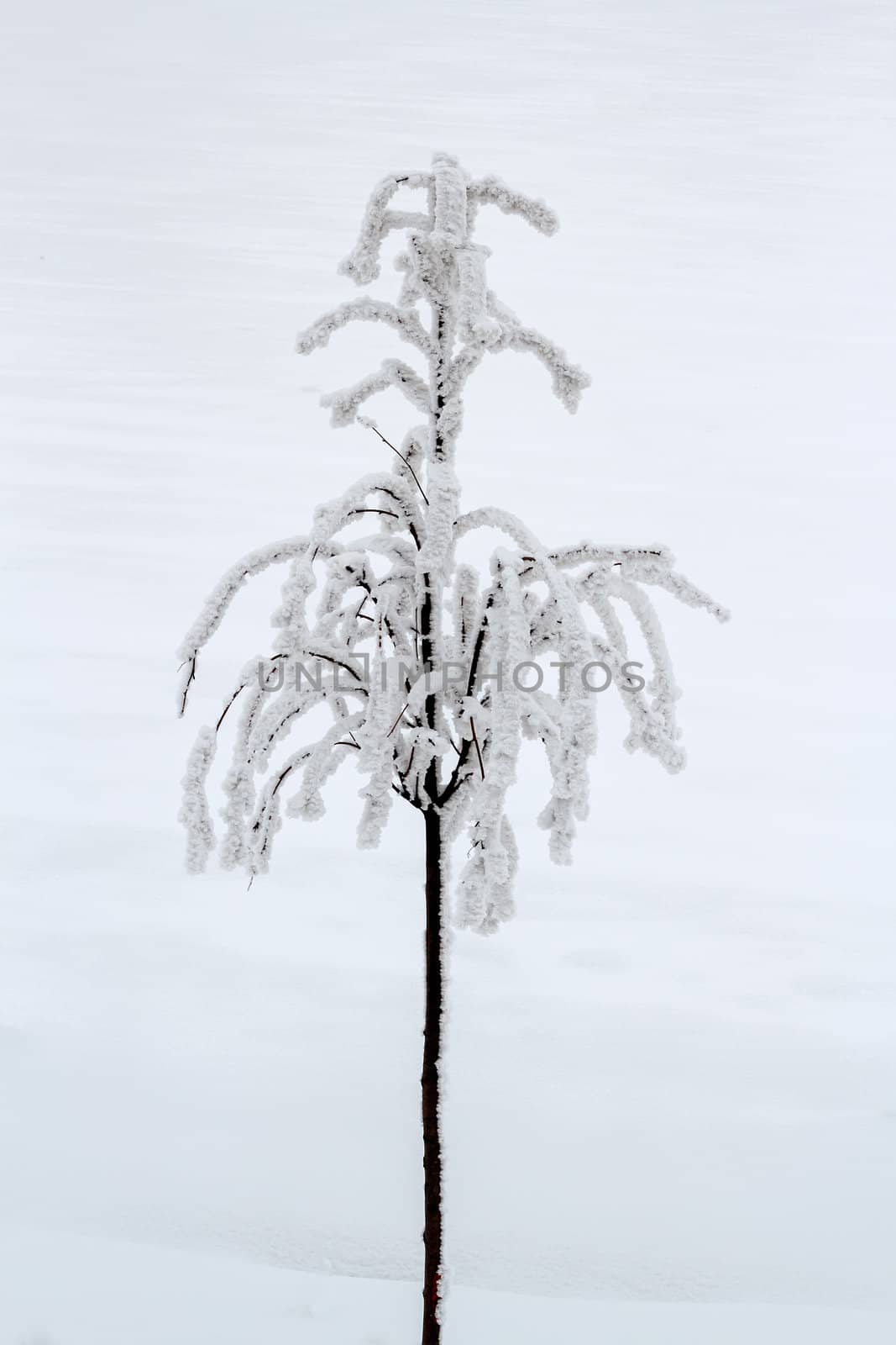 small trees with snow on white background