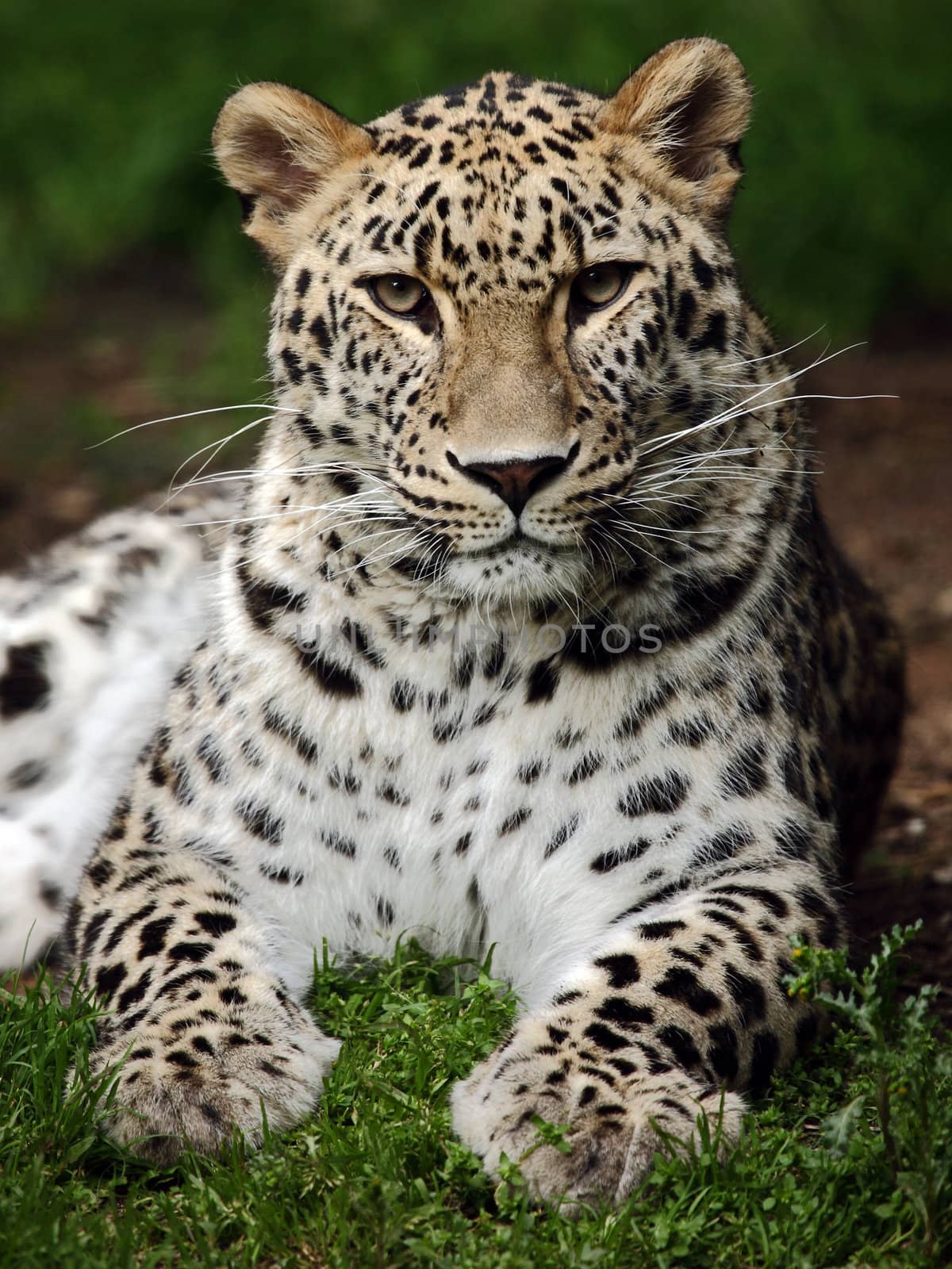 portrait of a beautiful leopard