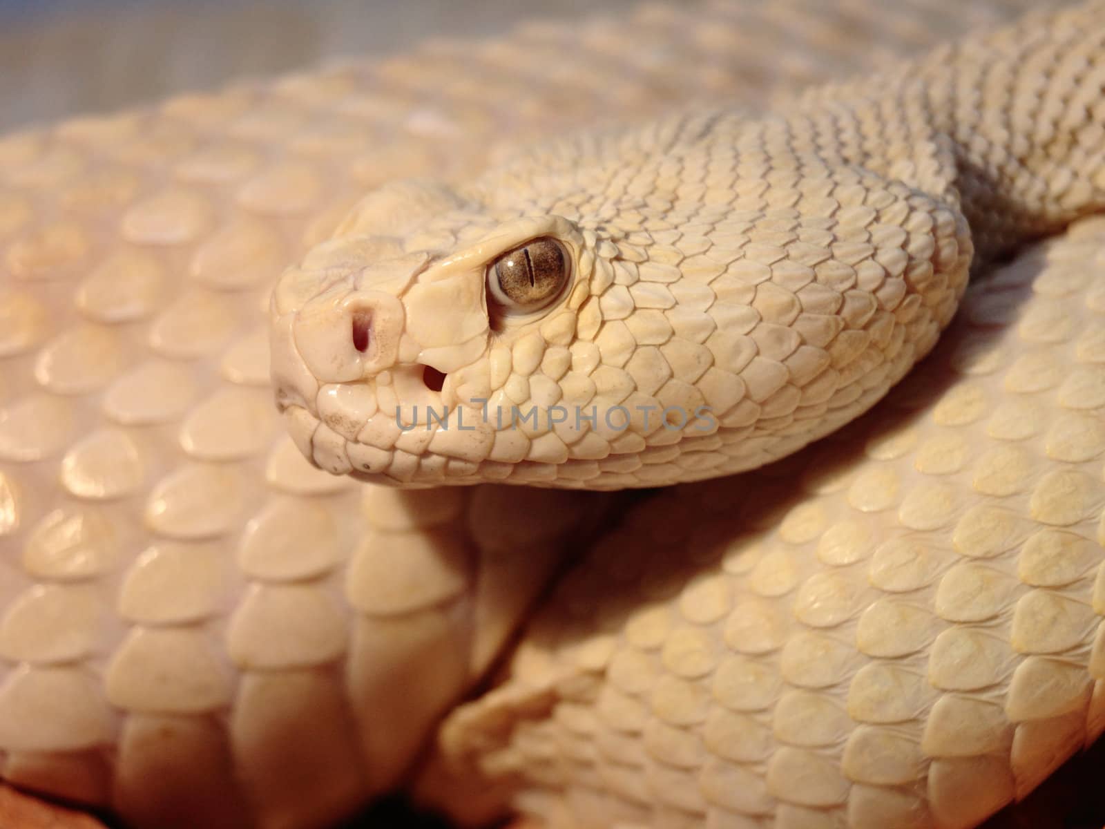 picture of a venomous dangerous snake