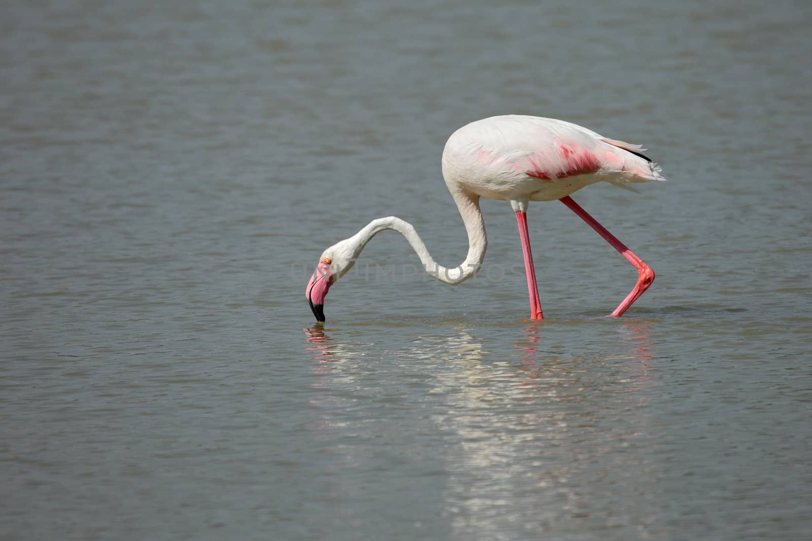 Flamingo by erllre