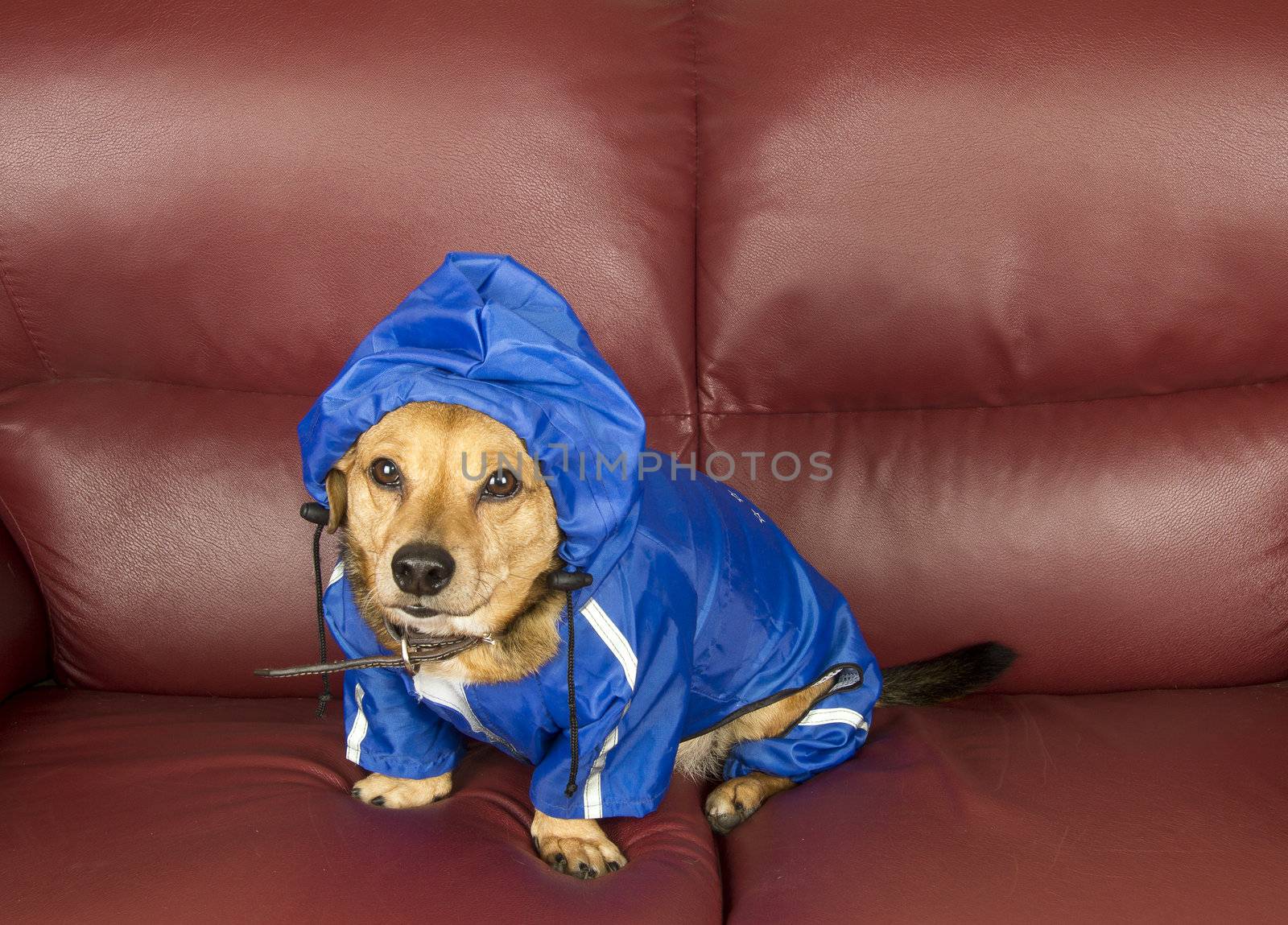 rain dog by danilobiancalana