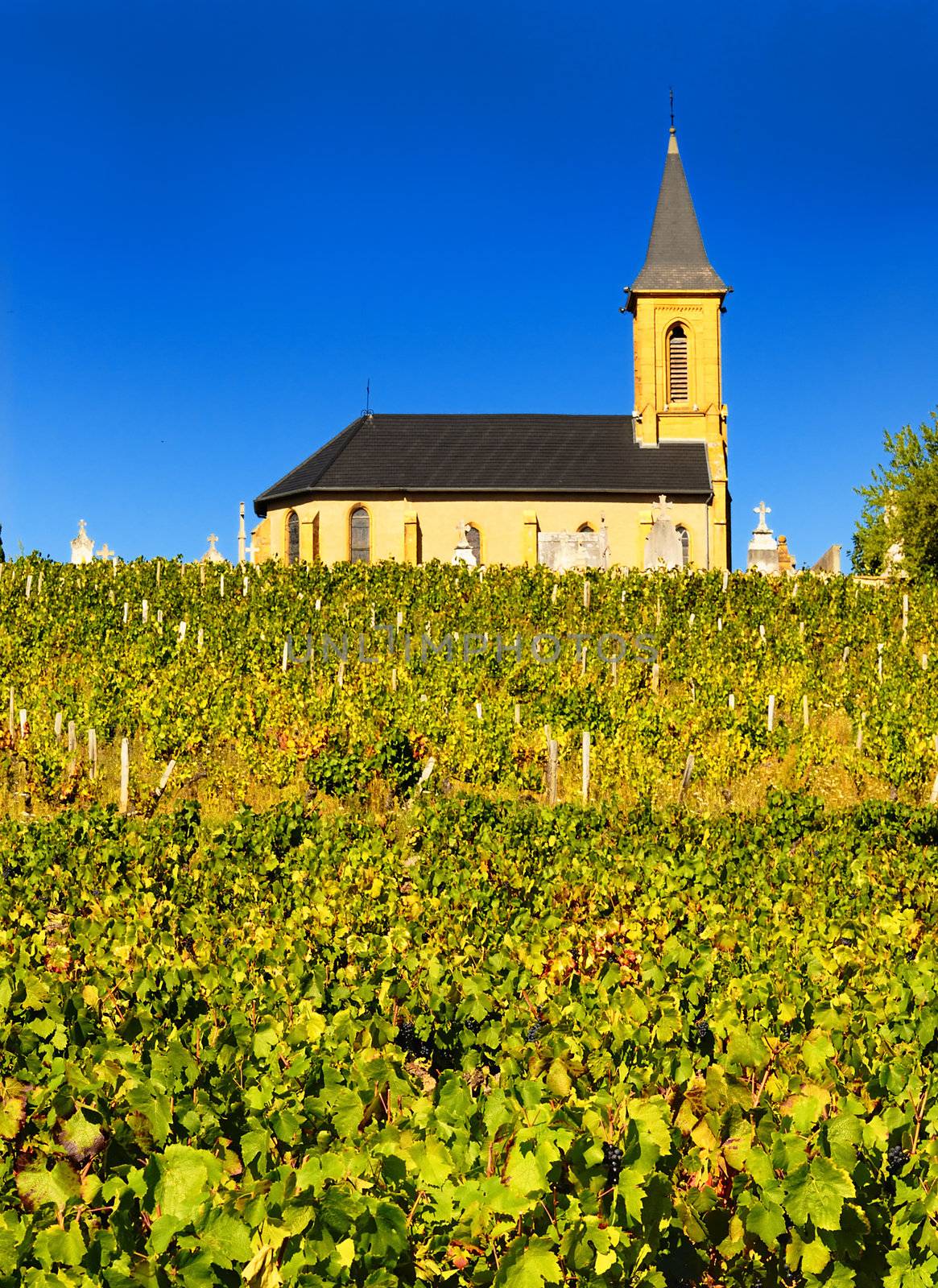 Rows of vines to sunrise with church in background 