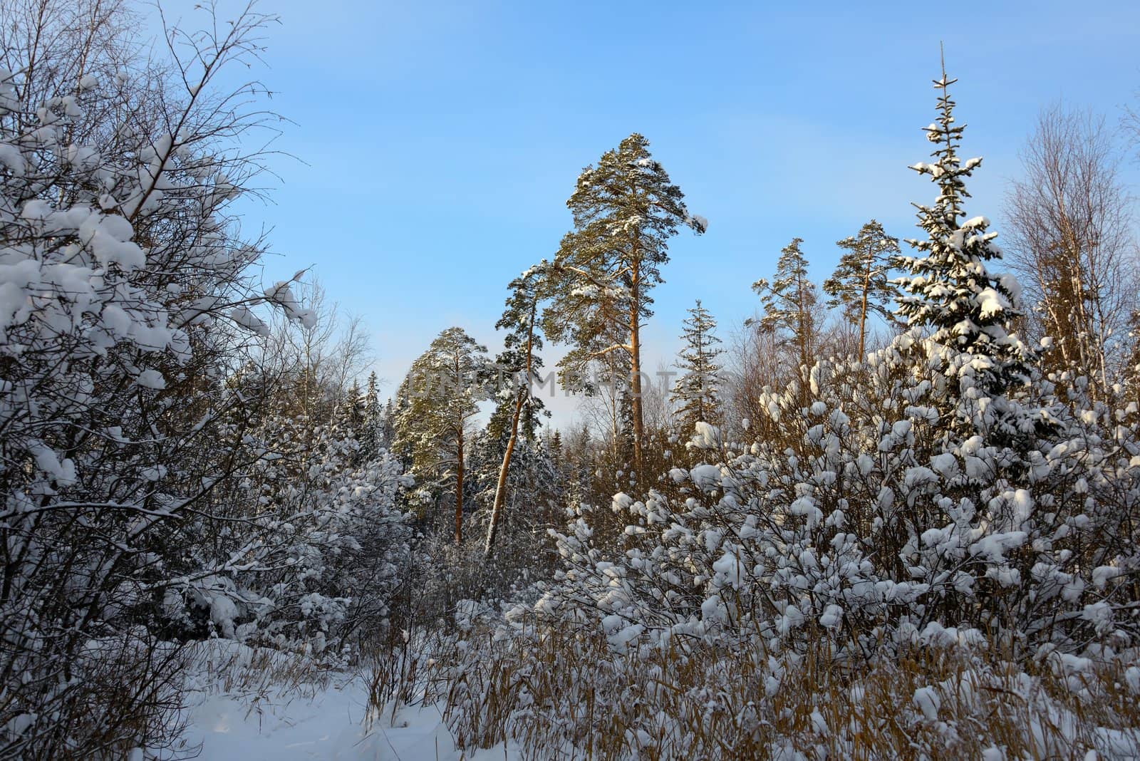 imperceptible trail of mixed forest leading to the low sun lit the pines