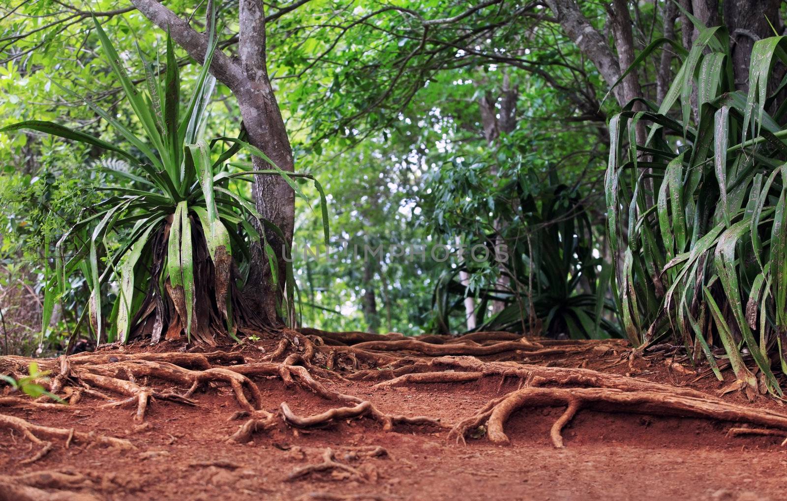 Path in a green wild tropical forest. Mauritius