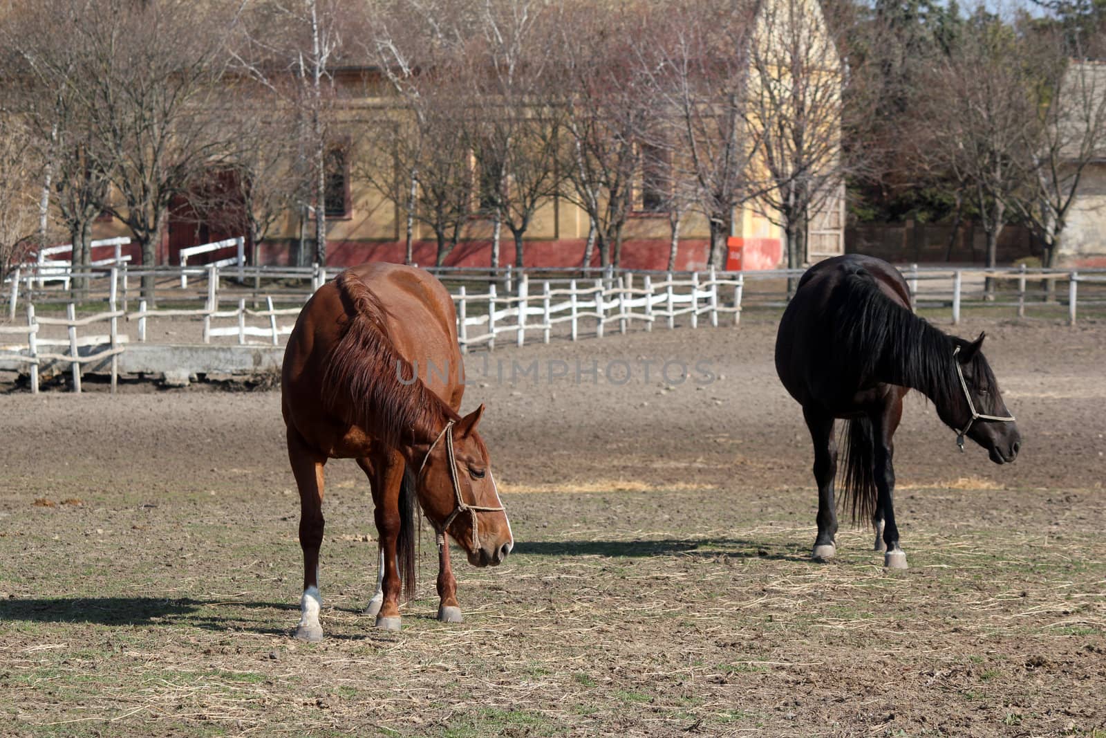 brown and black horse ranch scene