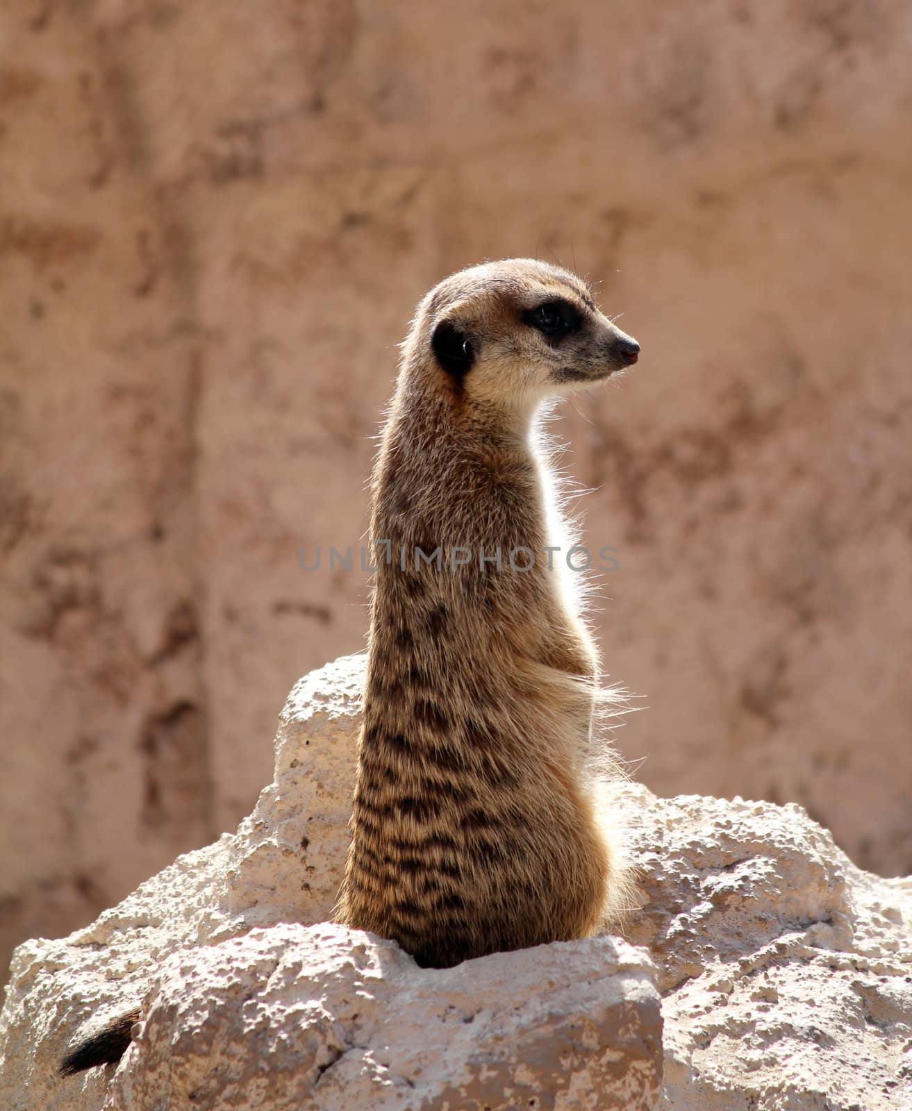 meerkat standing on rock and watching
